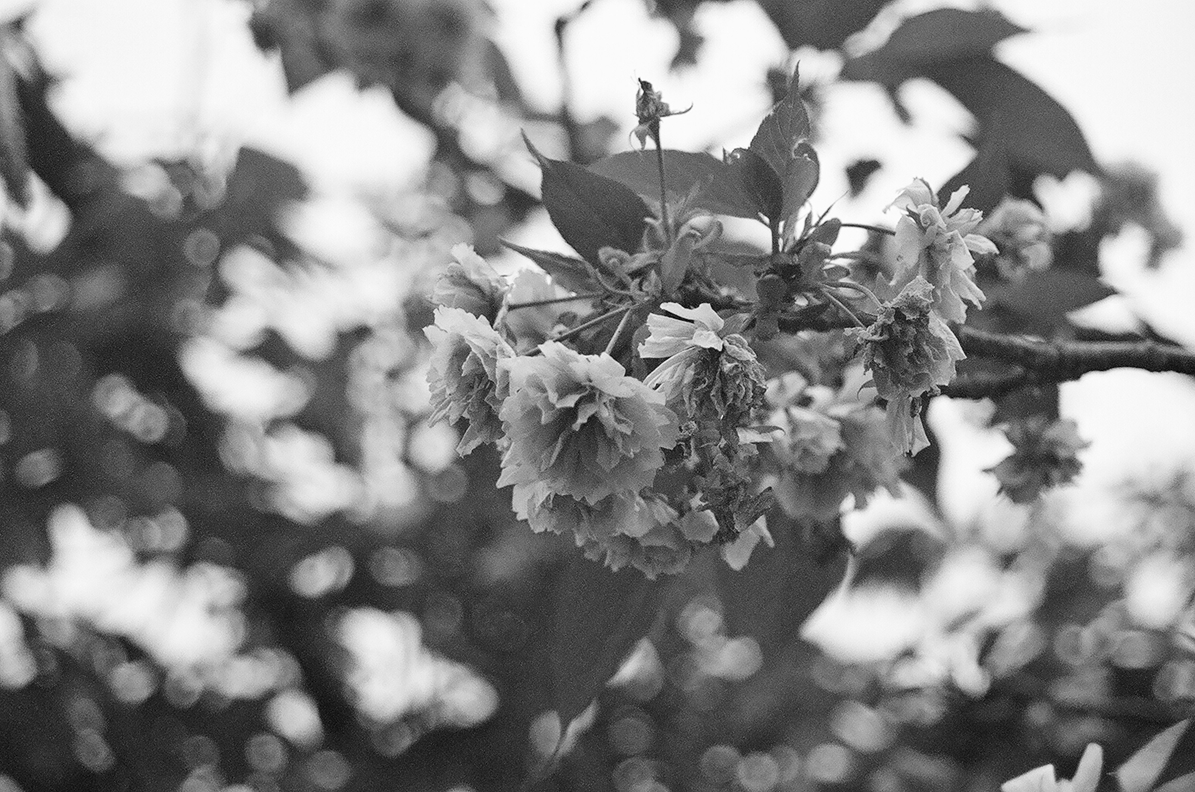 Gros plan de fleurs en fleurs sur une branche en noir et blanc