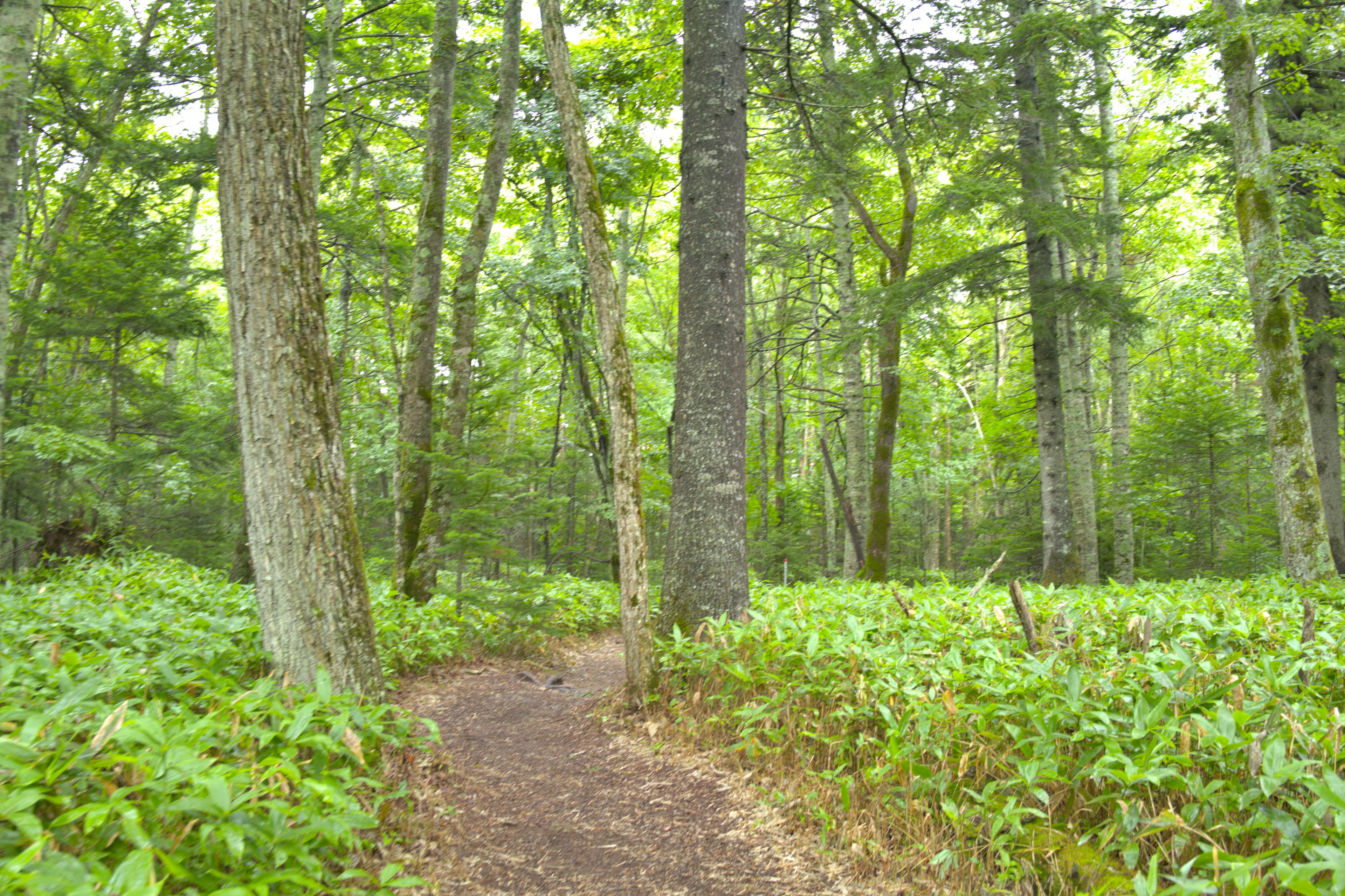 Un sentiero stretto attraverso una foresta verdeggiante con alberi alti e vegetazione