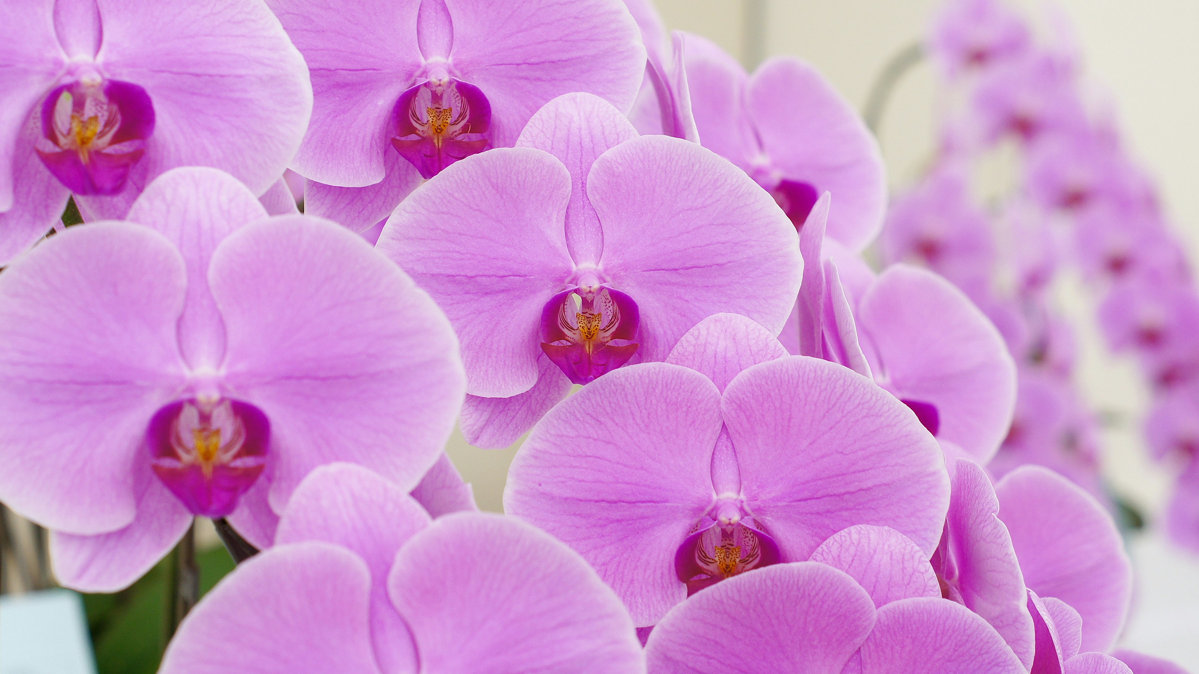 Una hermosa exhibición de flores de orquídeas rosas vibrantes