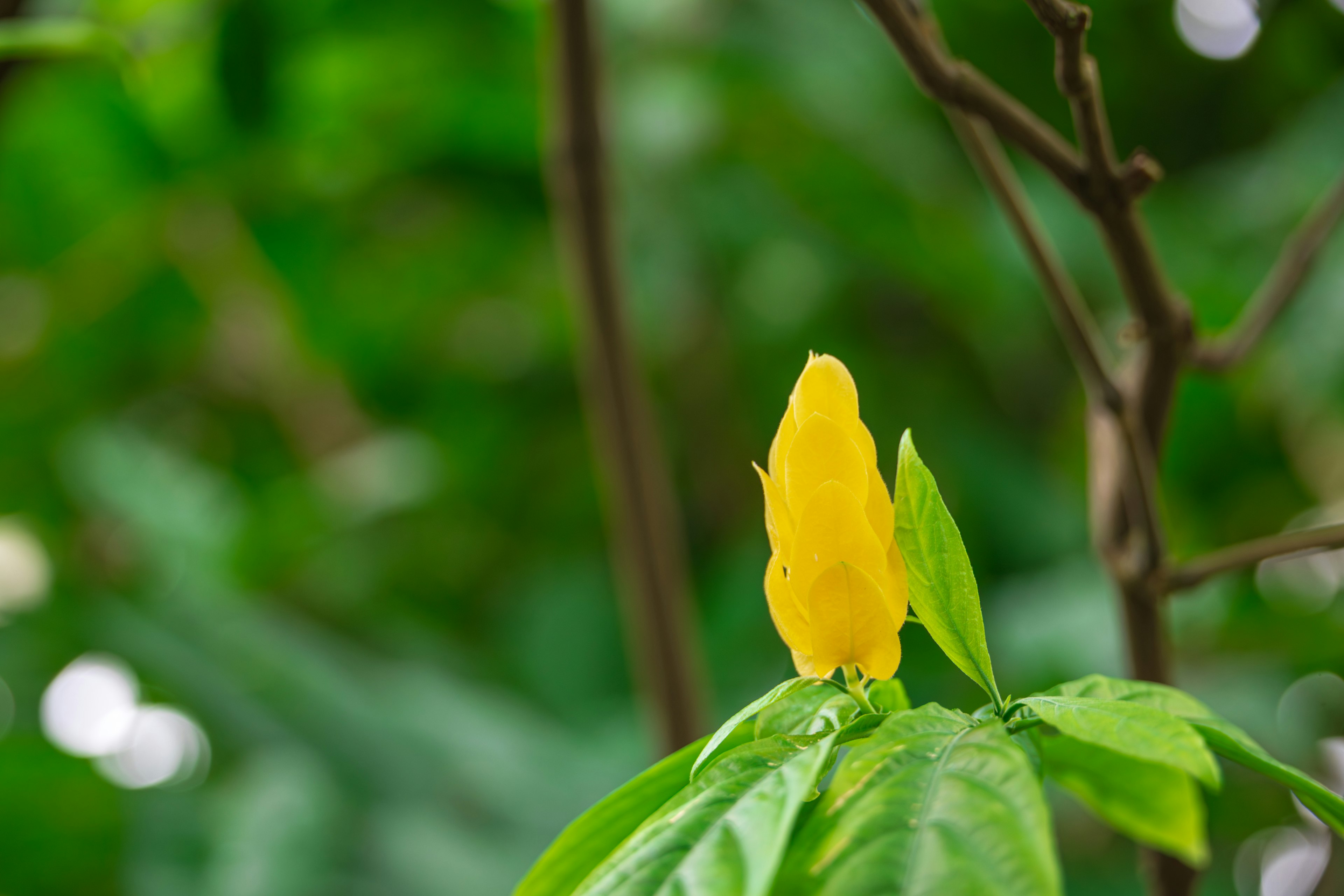 緑の葉の間に咲く黄色の花の蕾