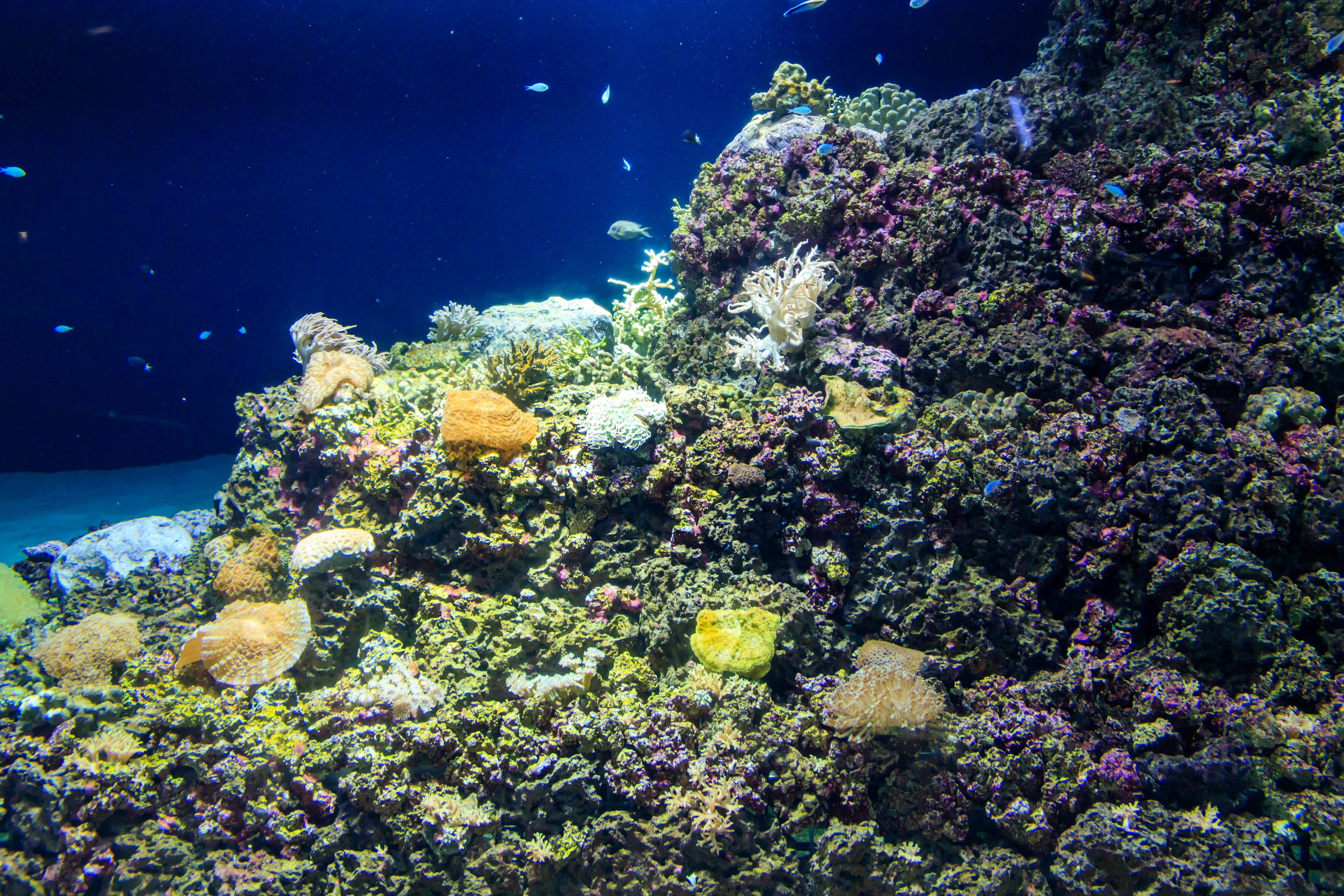 Arrecife de coral colorido con varios peces nadando