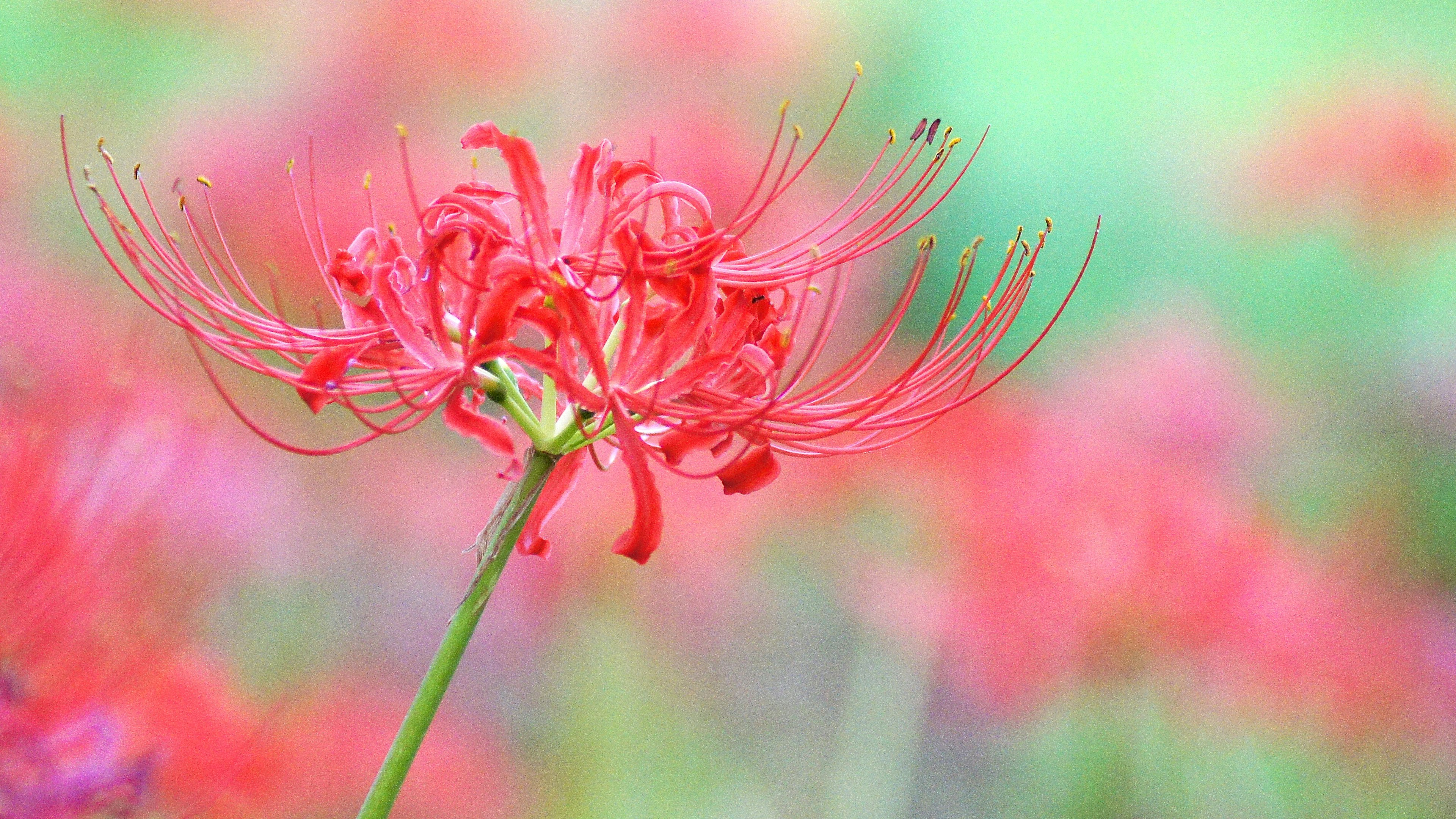 Vivace giglio ragno rosso in fiore con uno sfondo verde sfocato