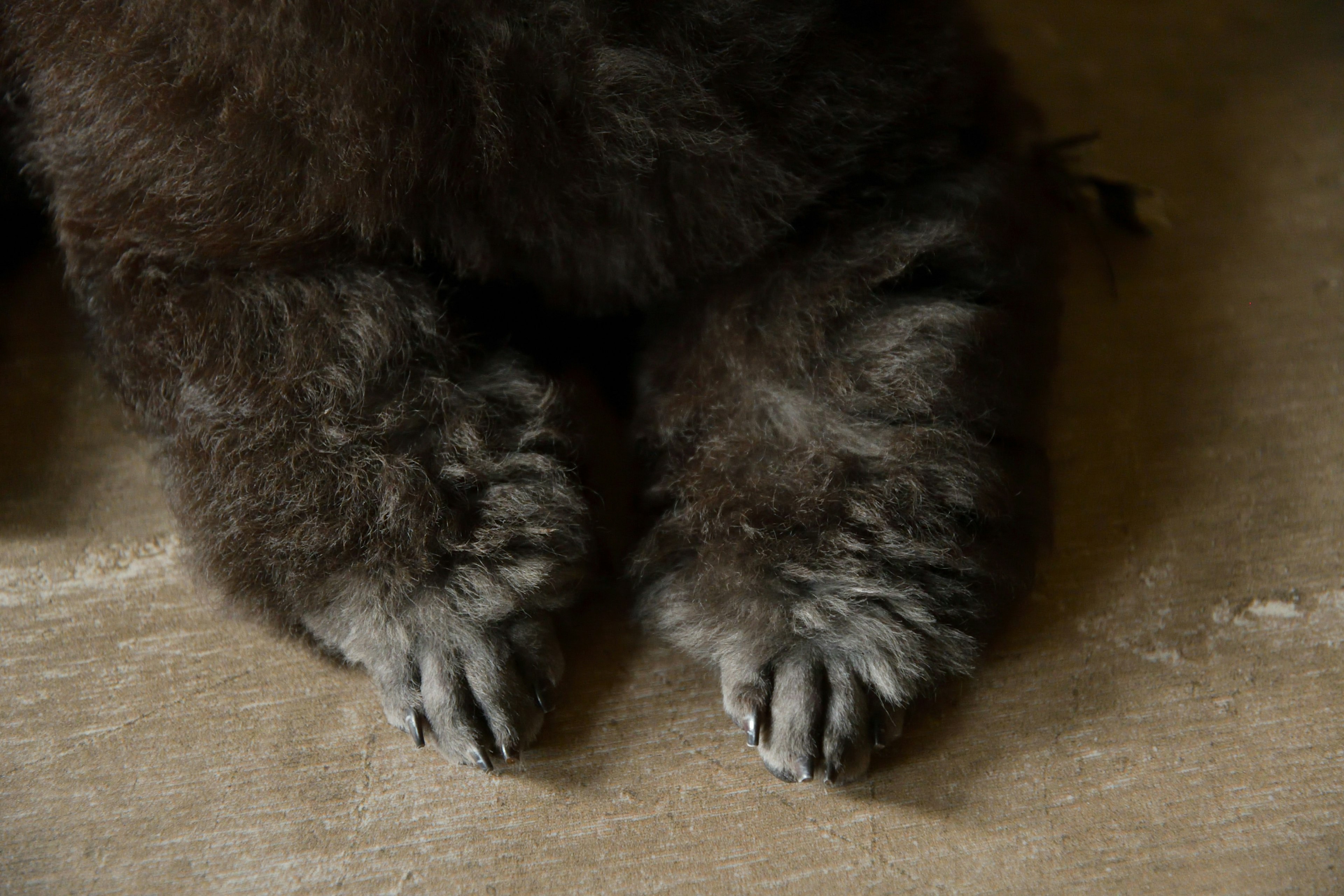 Pattes d'un animal brun duveteux reposant sur une surface