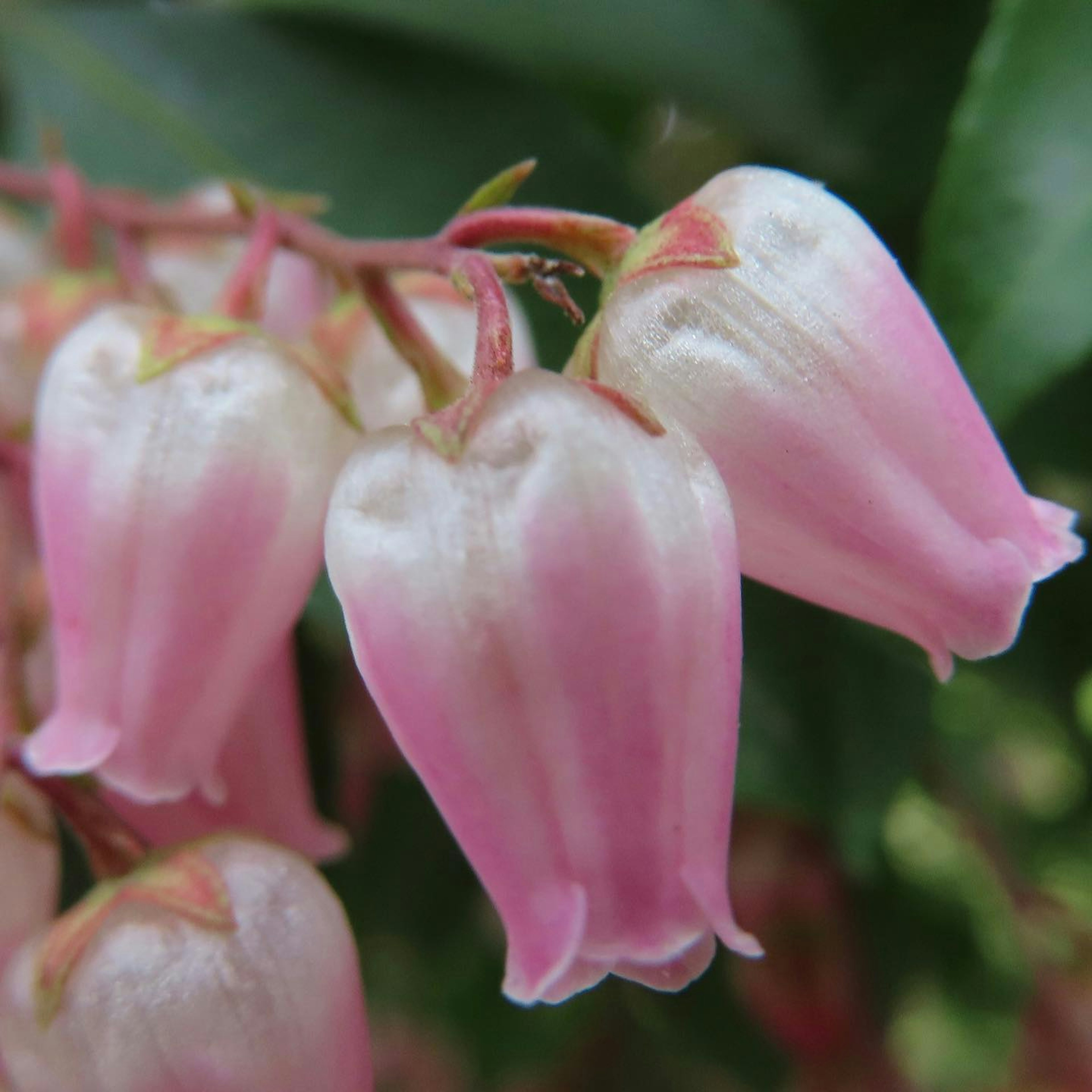 Delicate pink bell-shaped flowers hanging in clusters