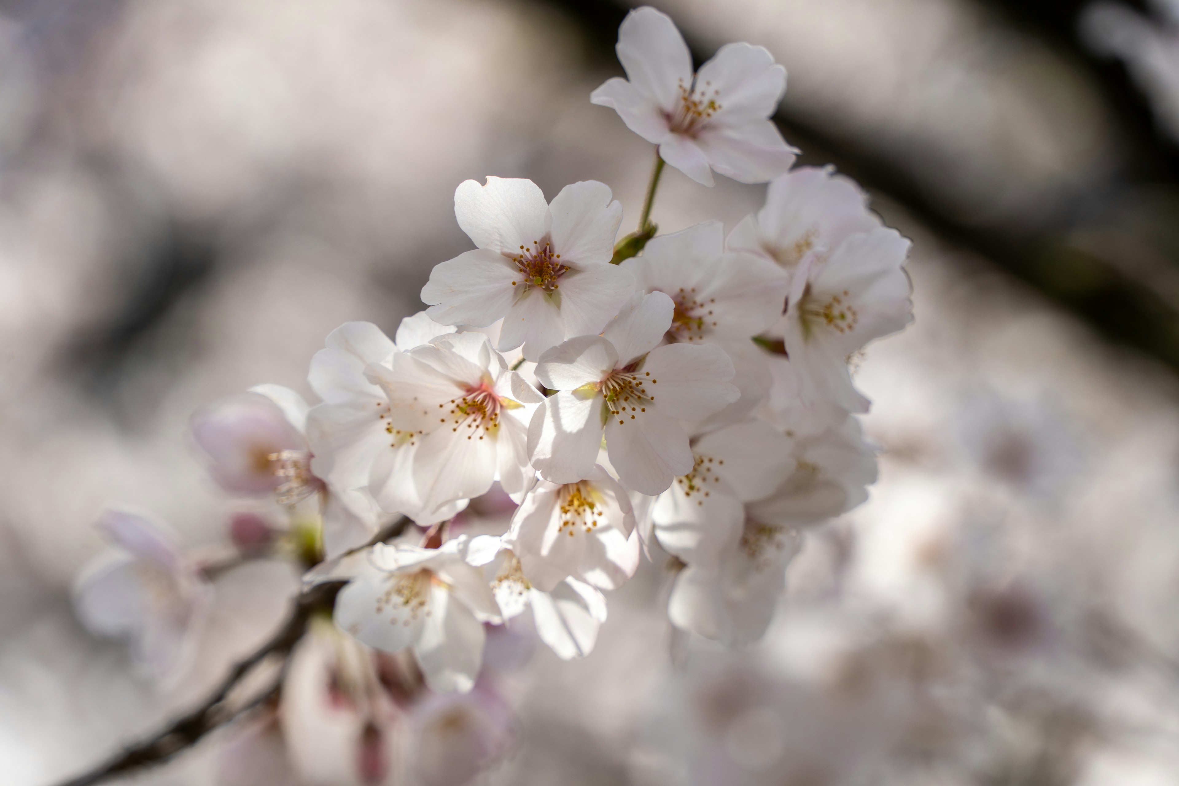 Fiori di ciliegio in tonalità bianca e rosa pallido con petali delicati