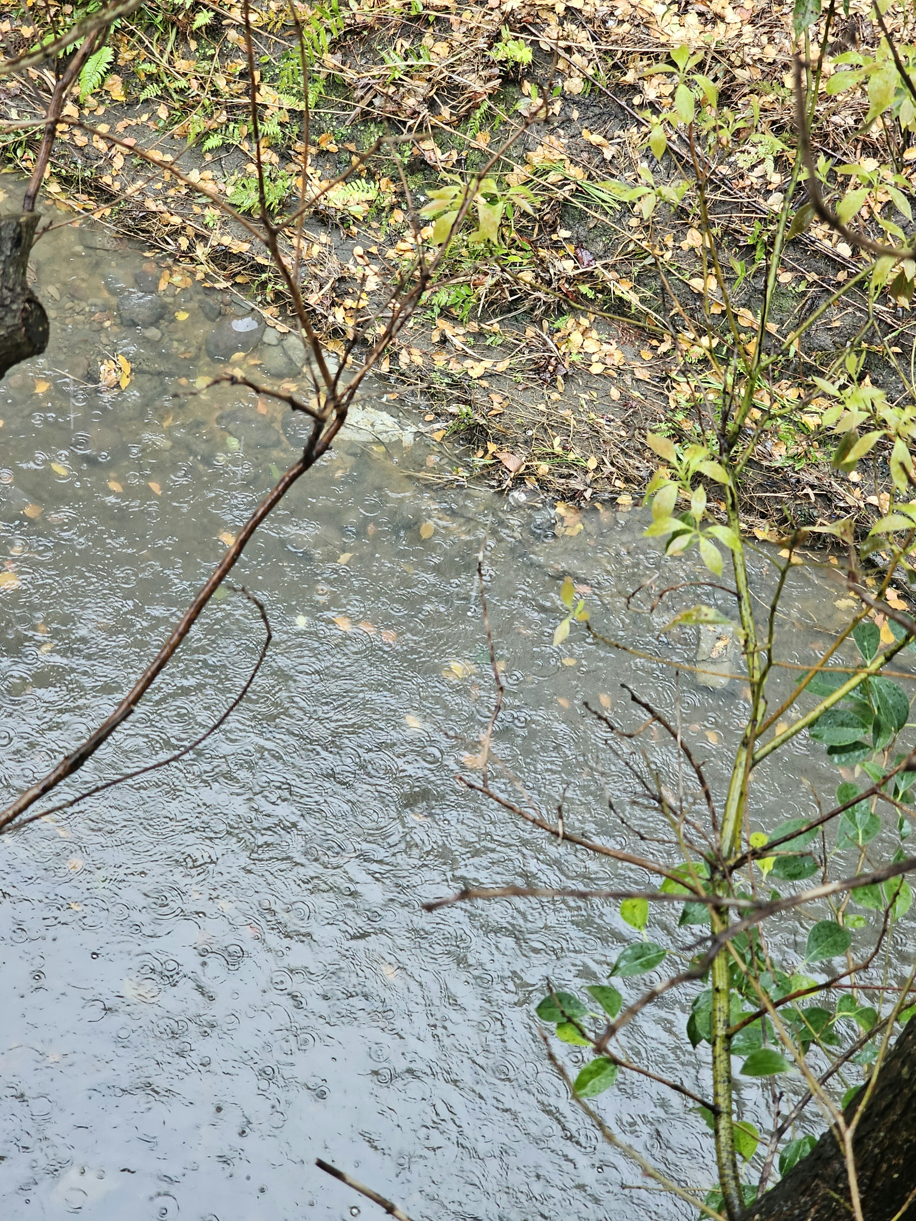 Superficie tranquila del río con hojas y ramas flotantes