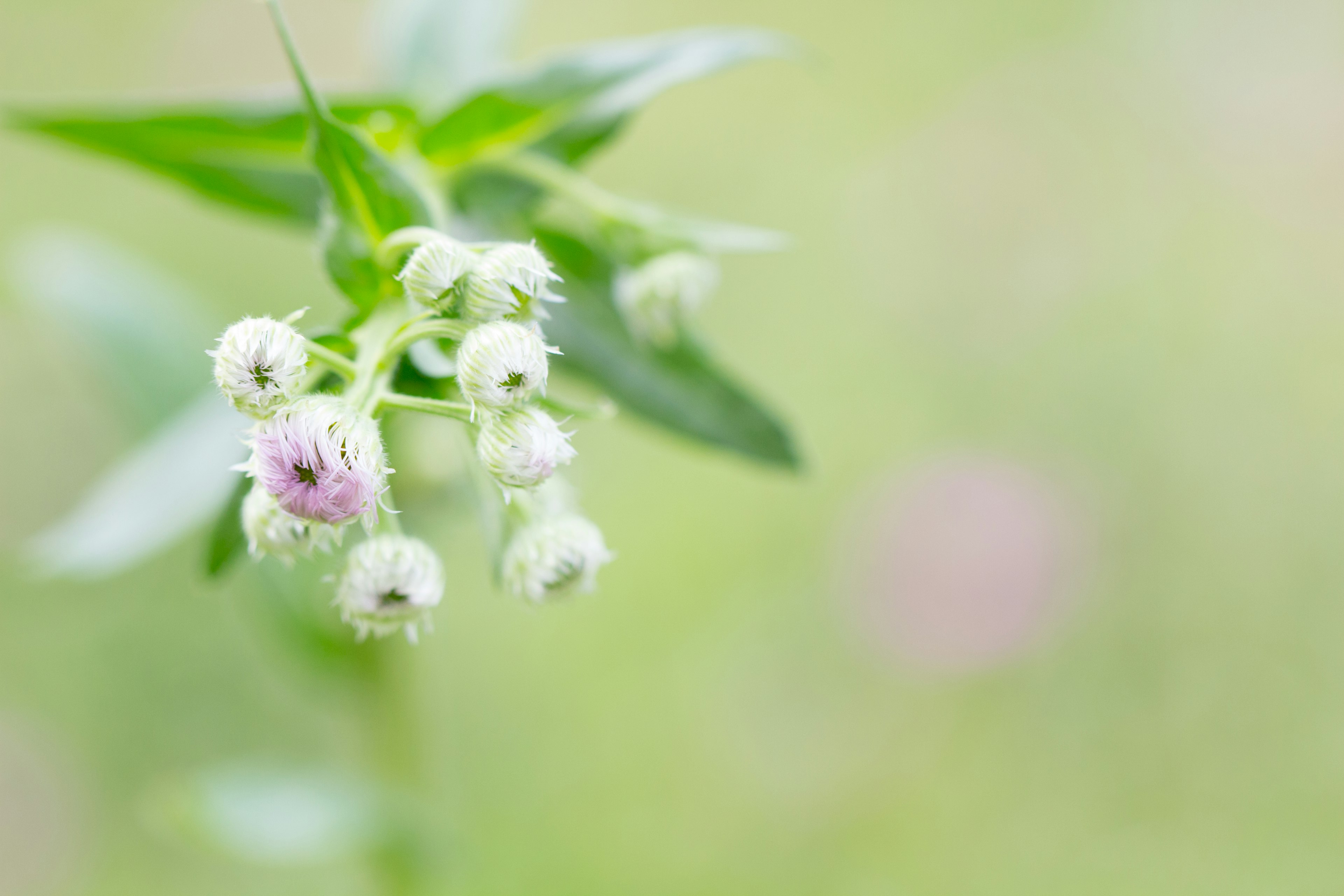 淡い緑の背景に小さな白い花と緑の葉がある植物のクローズアップ