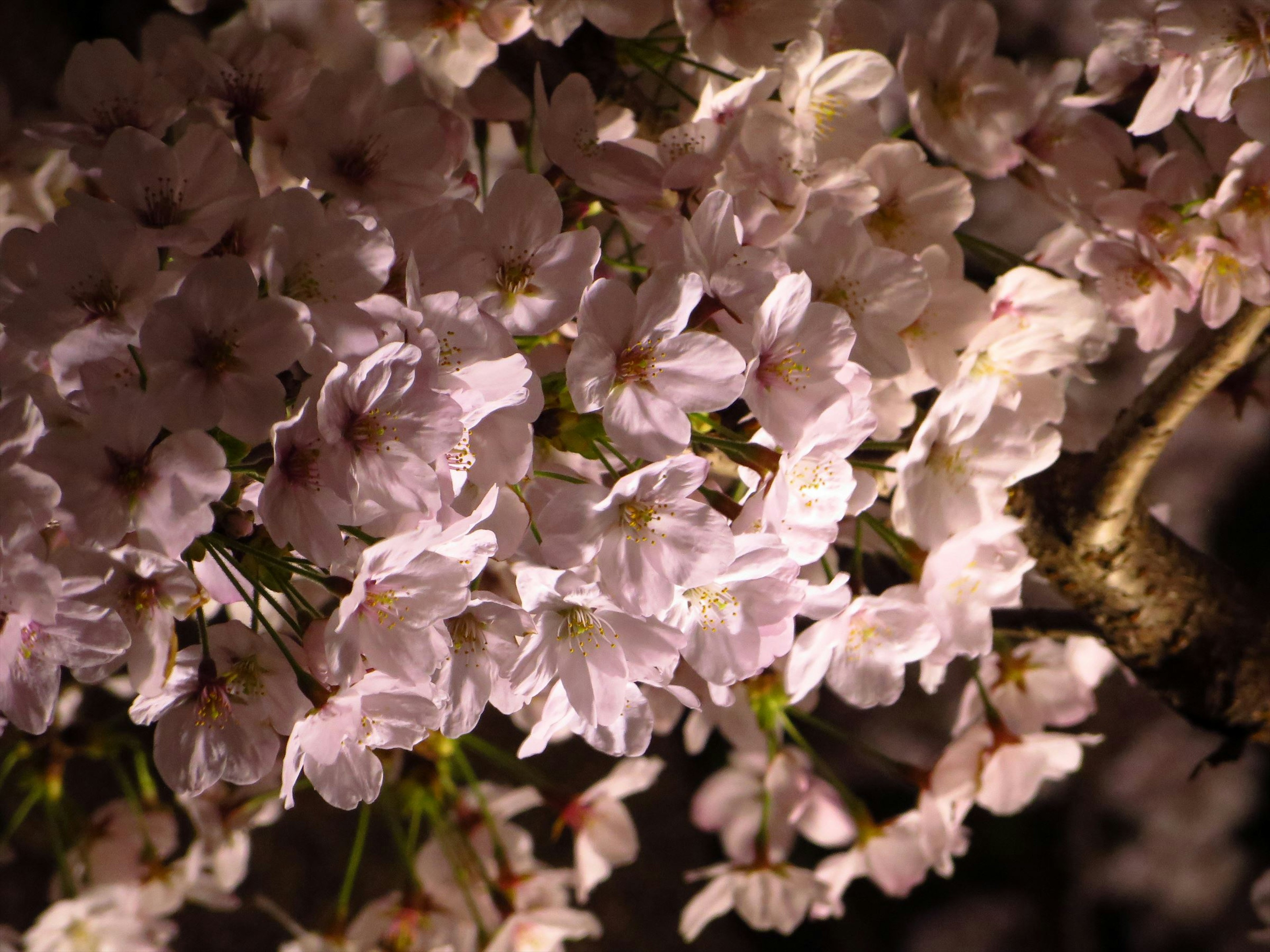 Blooming cherry blossom branches with soft pink flowers