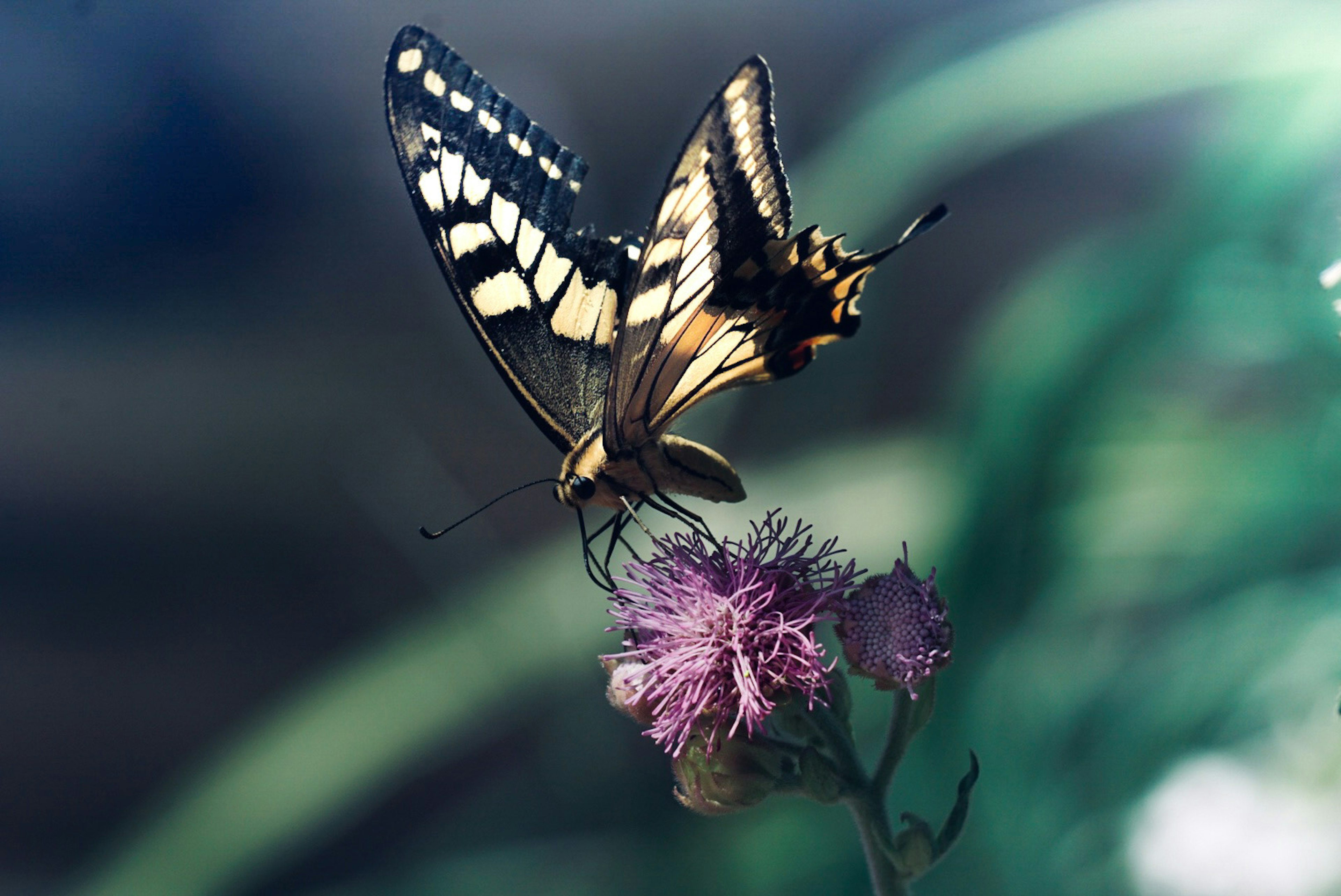 Una colorida mariposa posada sobre una flor púrpura en un hermoso entorno