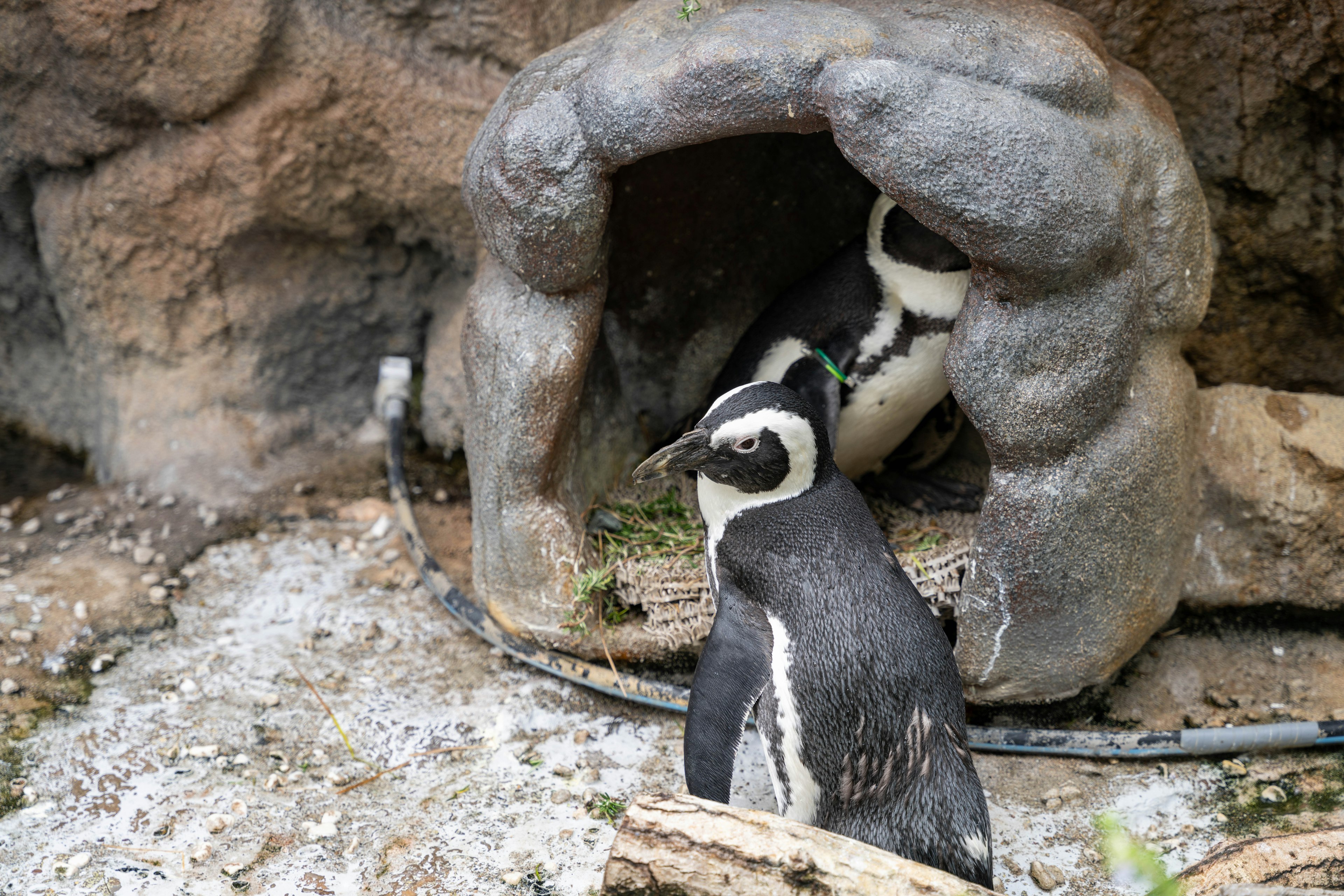 Due pinguini vicino a una grotta di nidificazione in un ambiente naturale