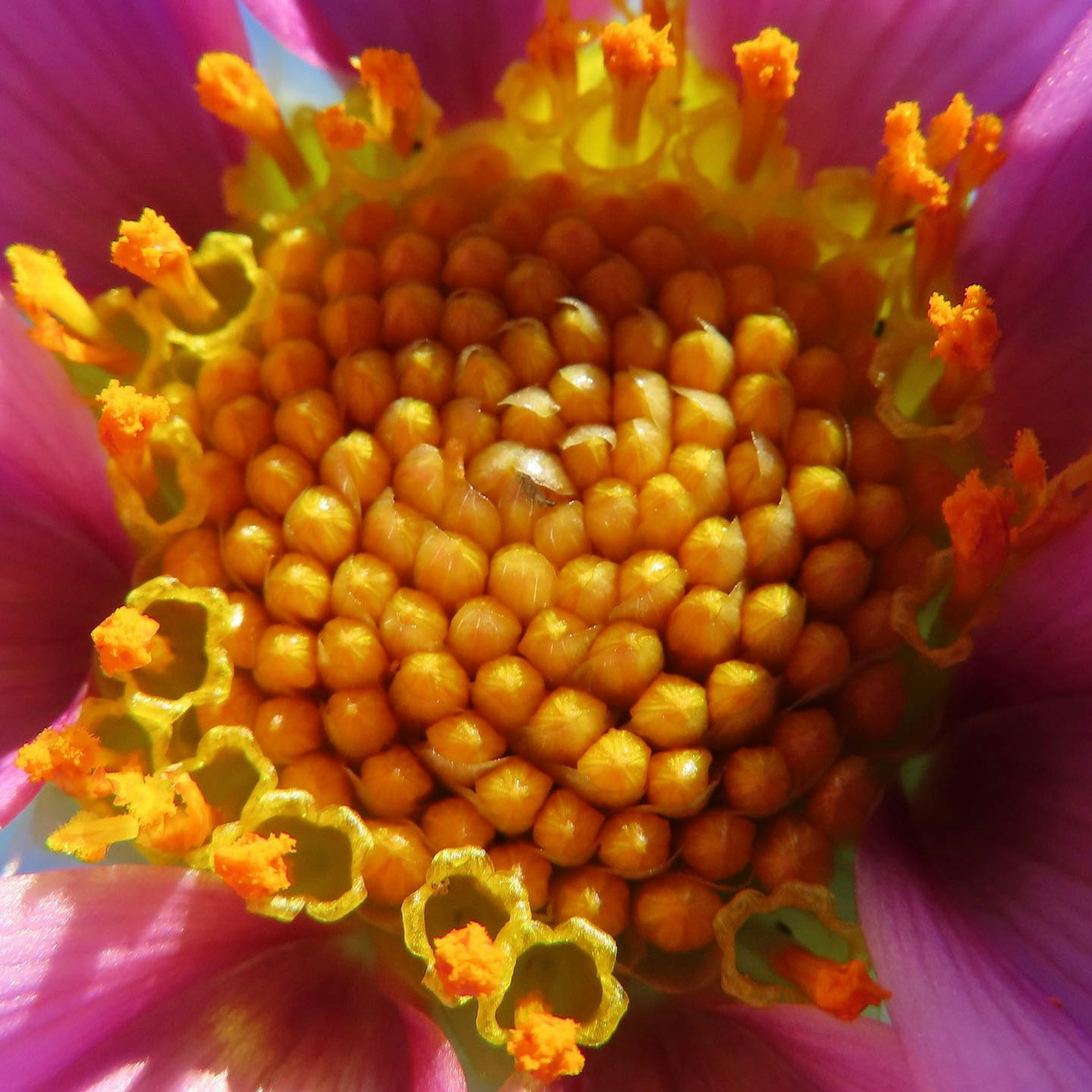 Centre de fleur vibrant avec des grains orange regroupés