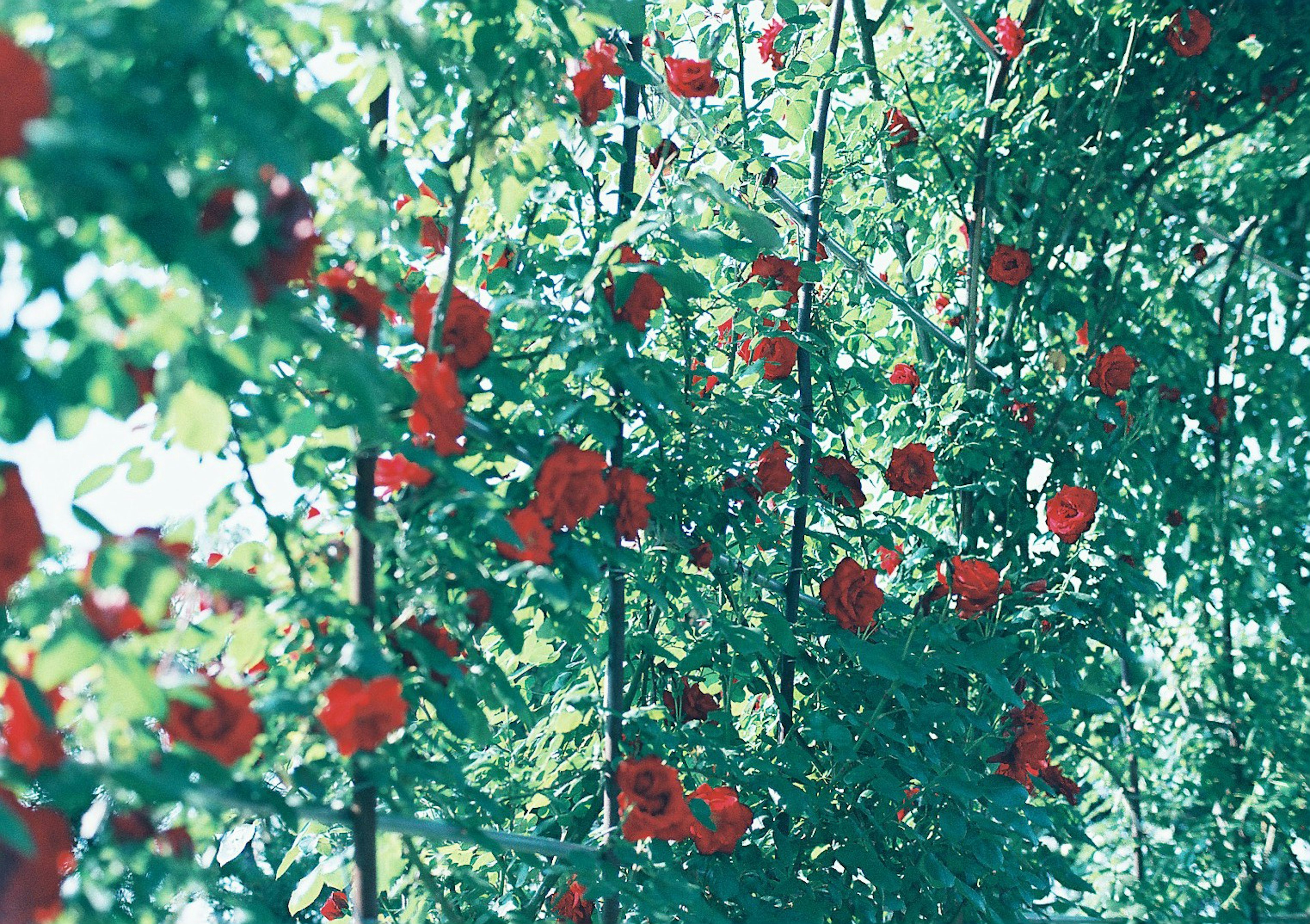 Una bellissima scena di fiori rossi circondati da foglie verdi