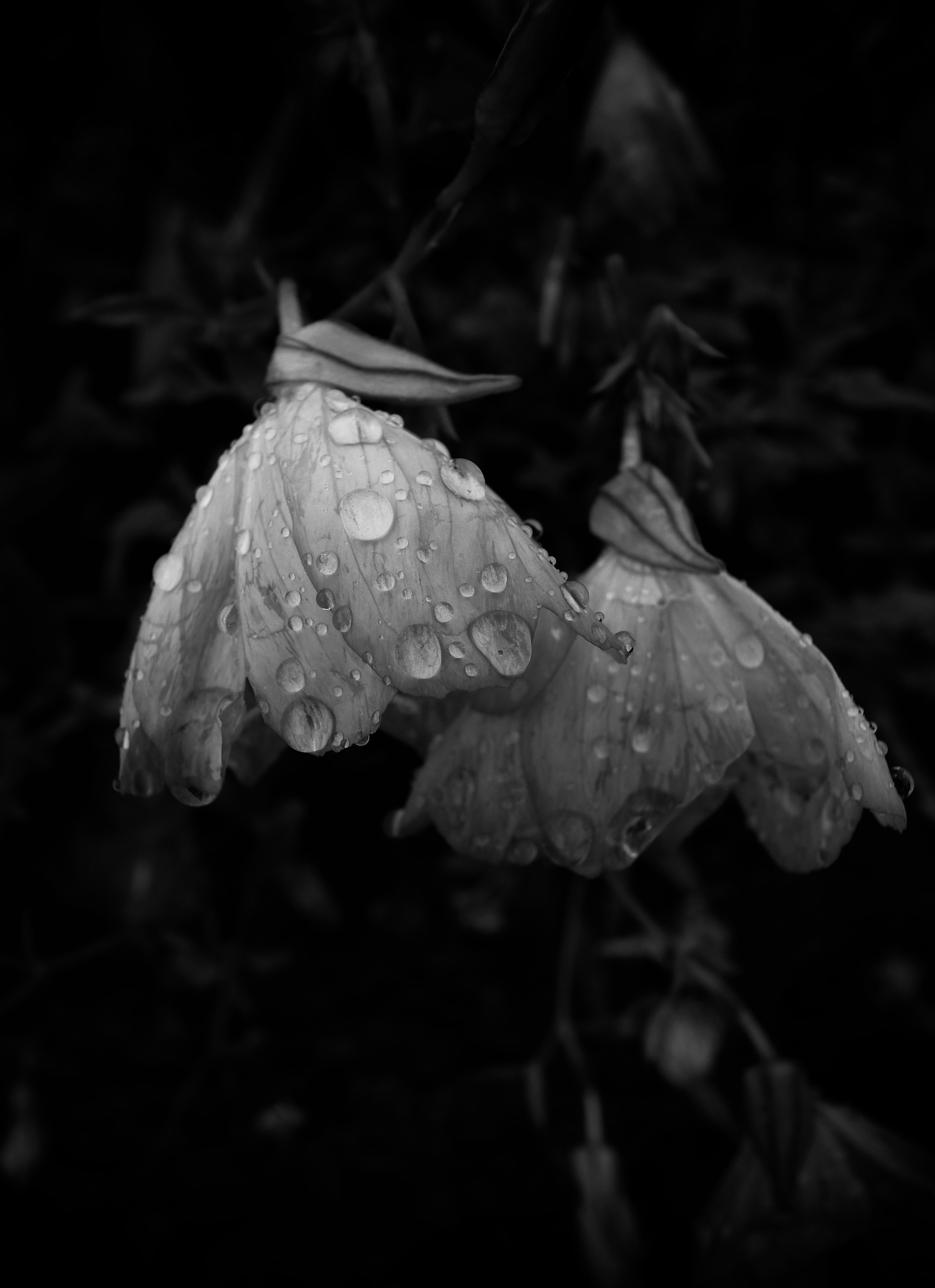 水滴がついた白い花が暗い背景に映えるモノクロ写真