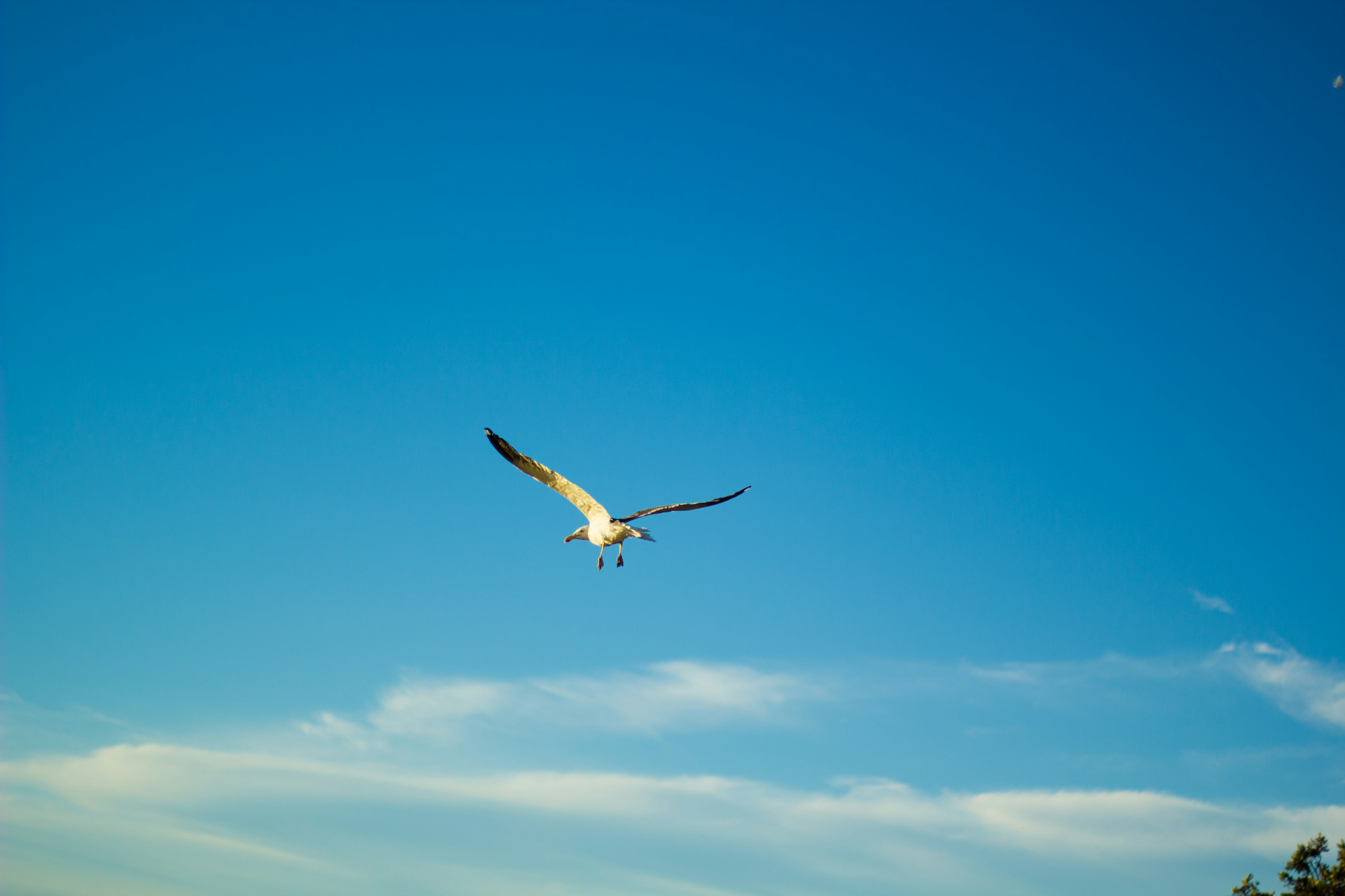 Bild eines weißen Vogels, der gegen einen blauen Himmel fliegt