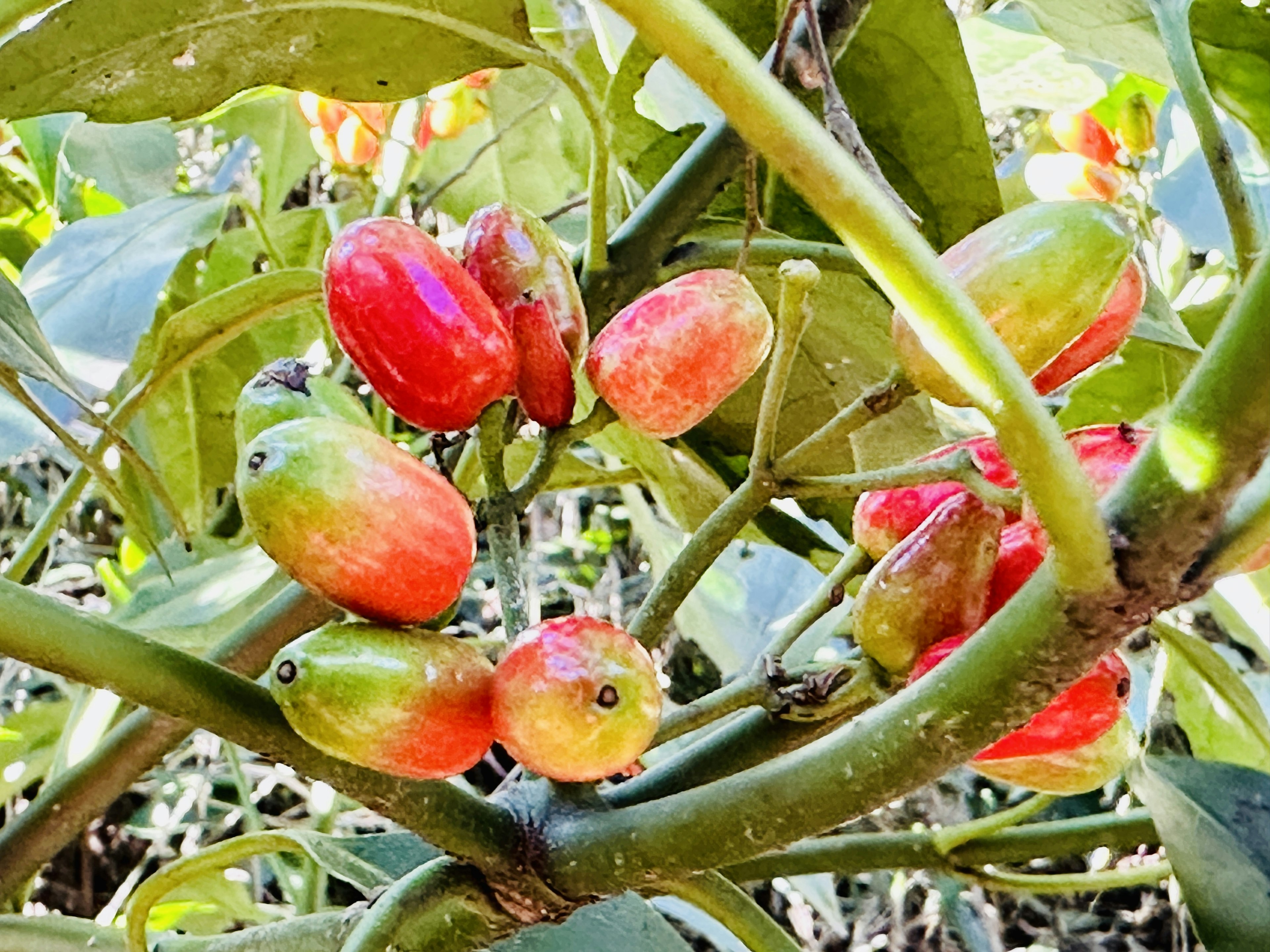 植物枝条上多彩果实的特写