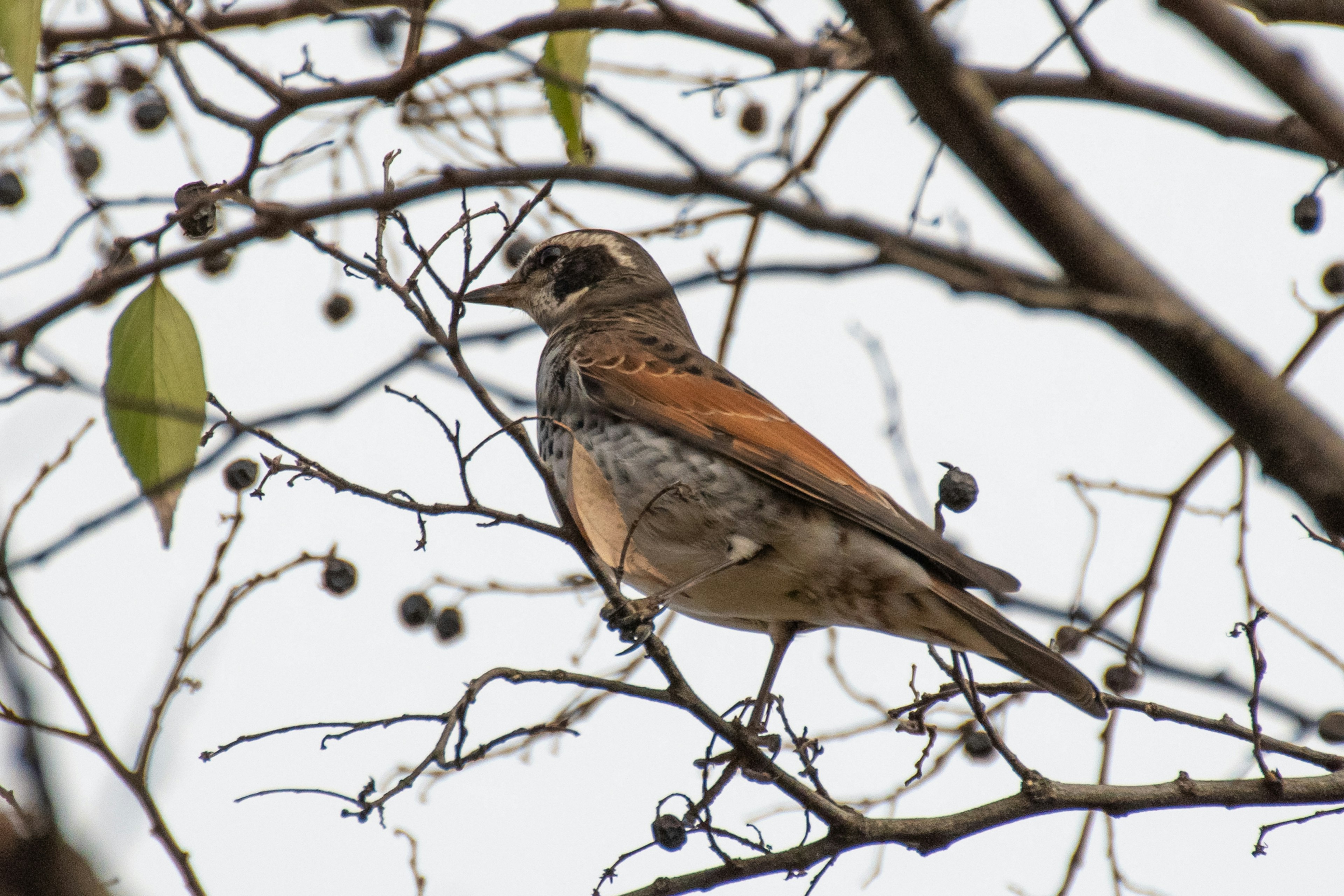 Oiseau coloré perché sur une branche avec des feuilles clairsemées et des baies