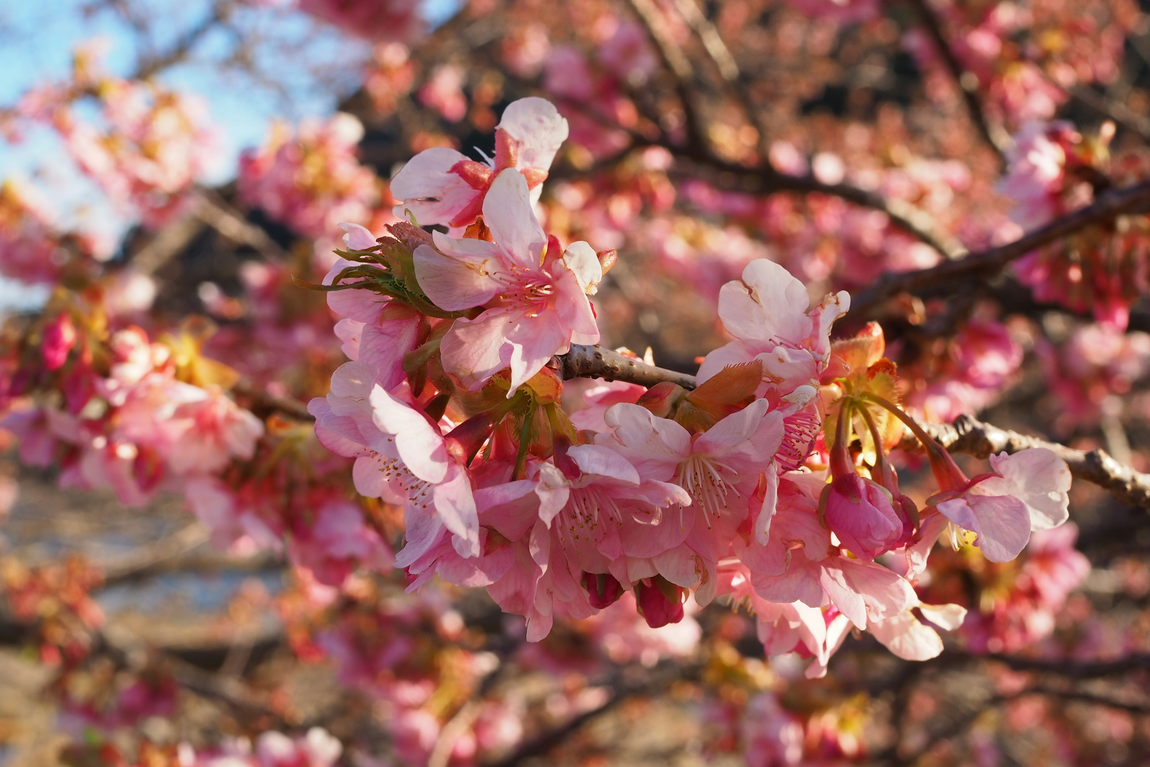 桜の花が咲いている枝のクローズアップ