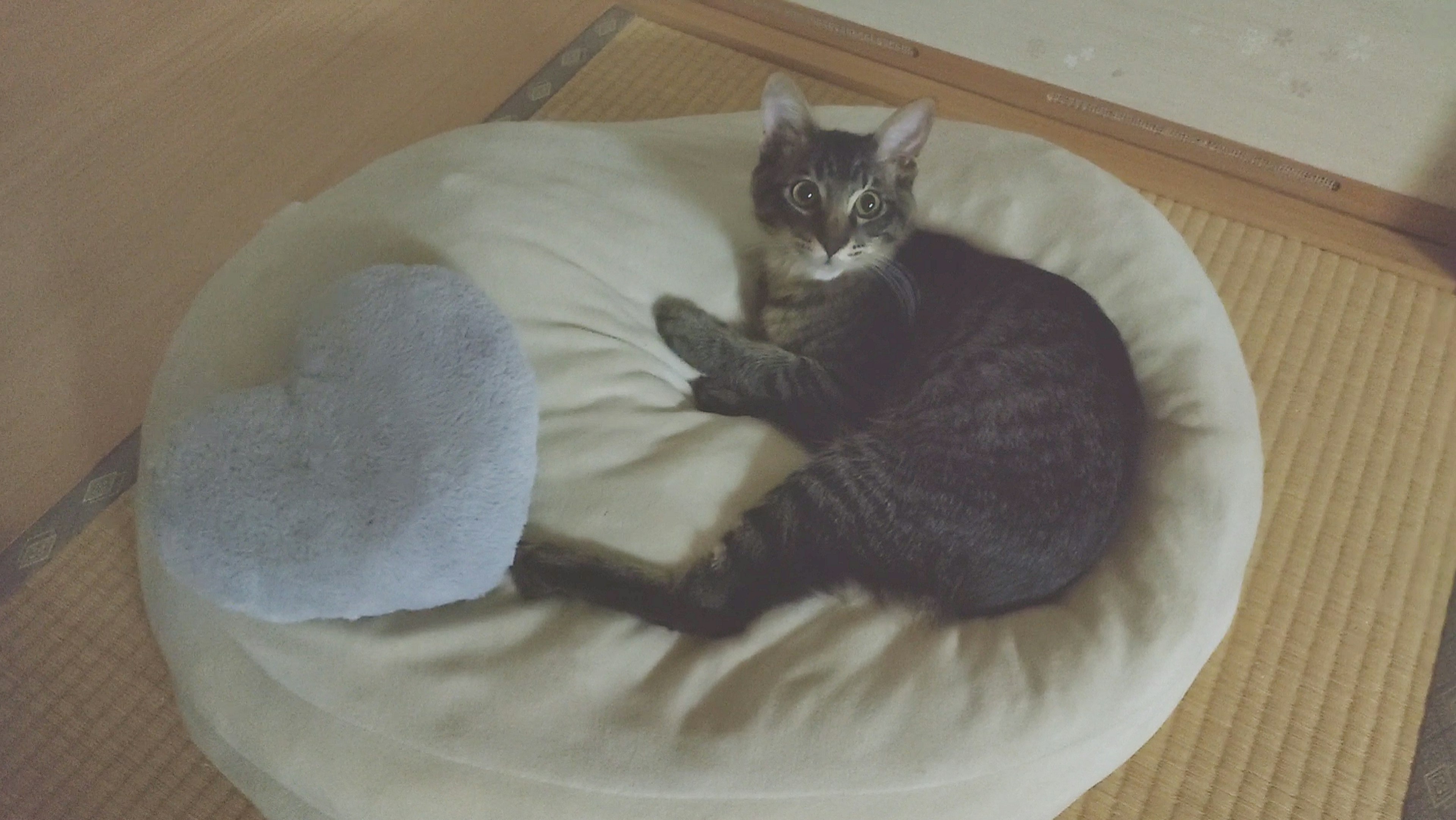 A cat lounging on a soft bed with a heart-shaped pillow