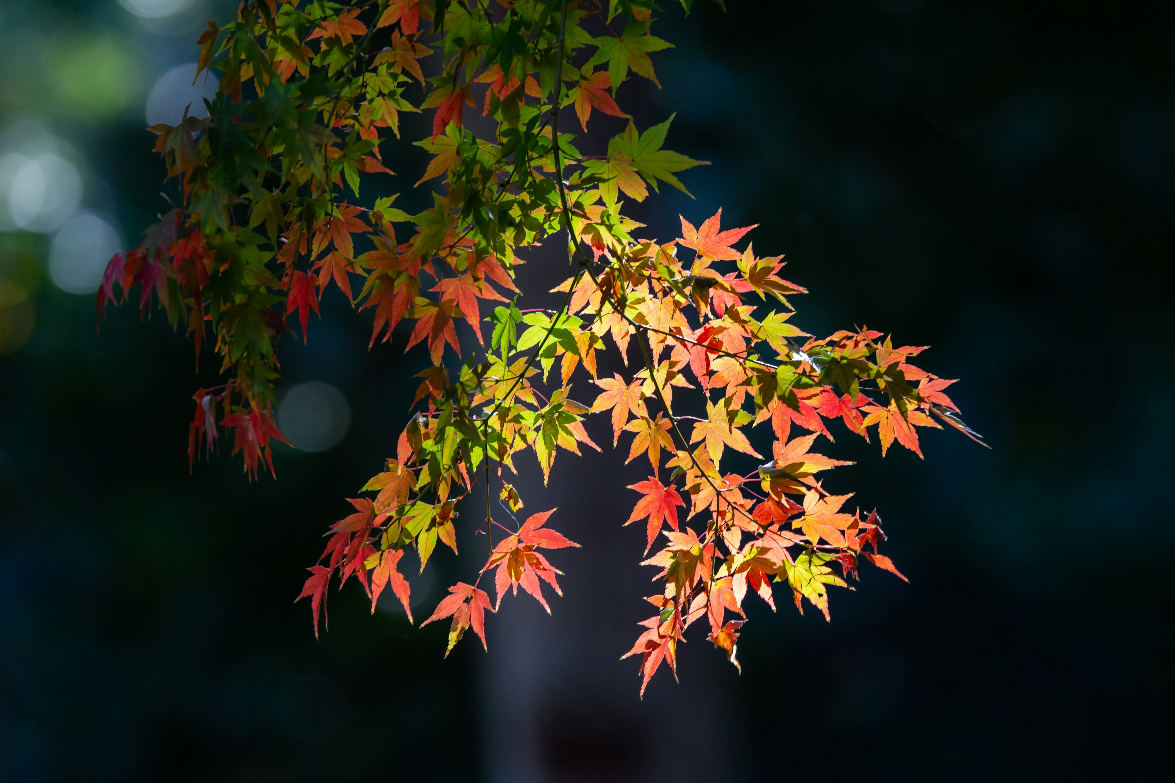 Colorful leaves on a branch in soft light