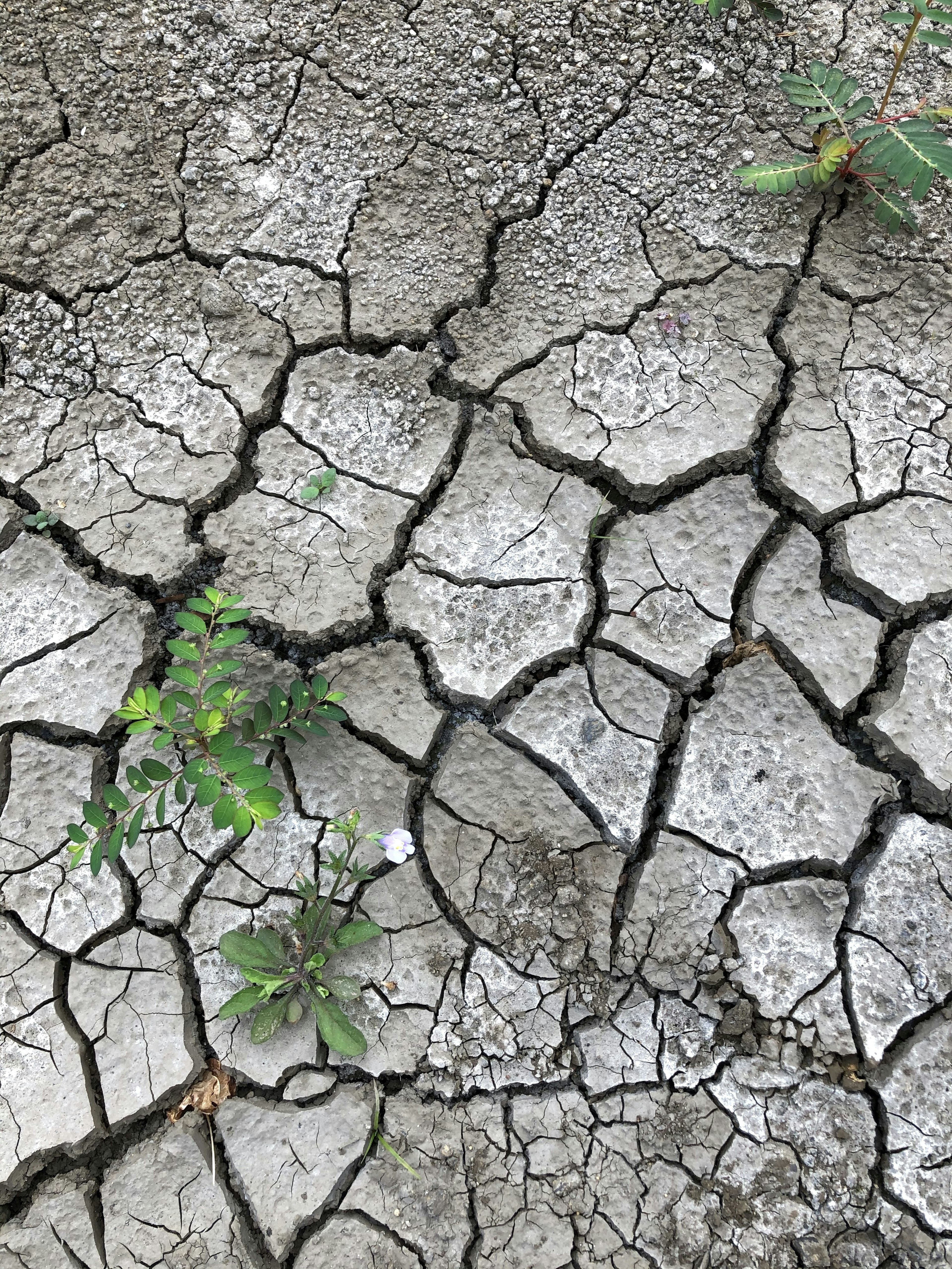 Suelo seco agrietado con pequeñas plantas verdes creciendo entre las grietas