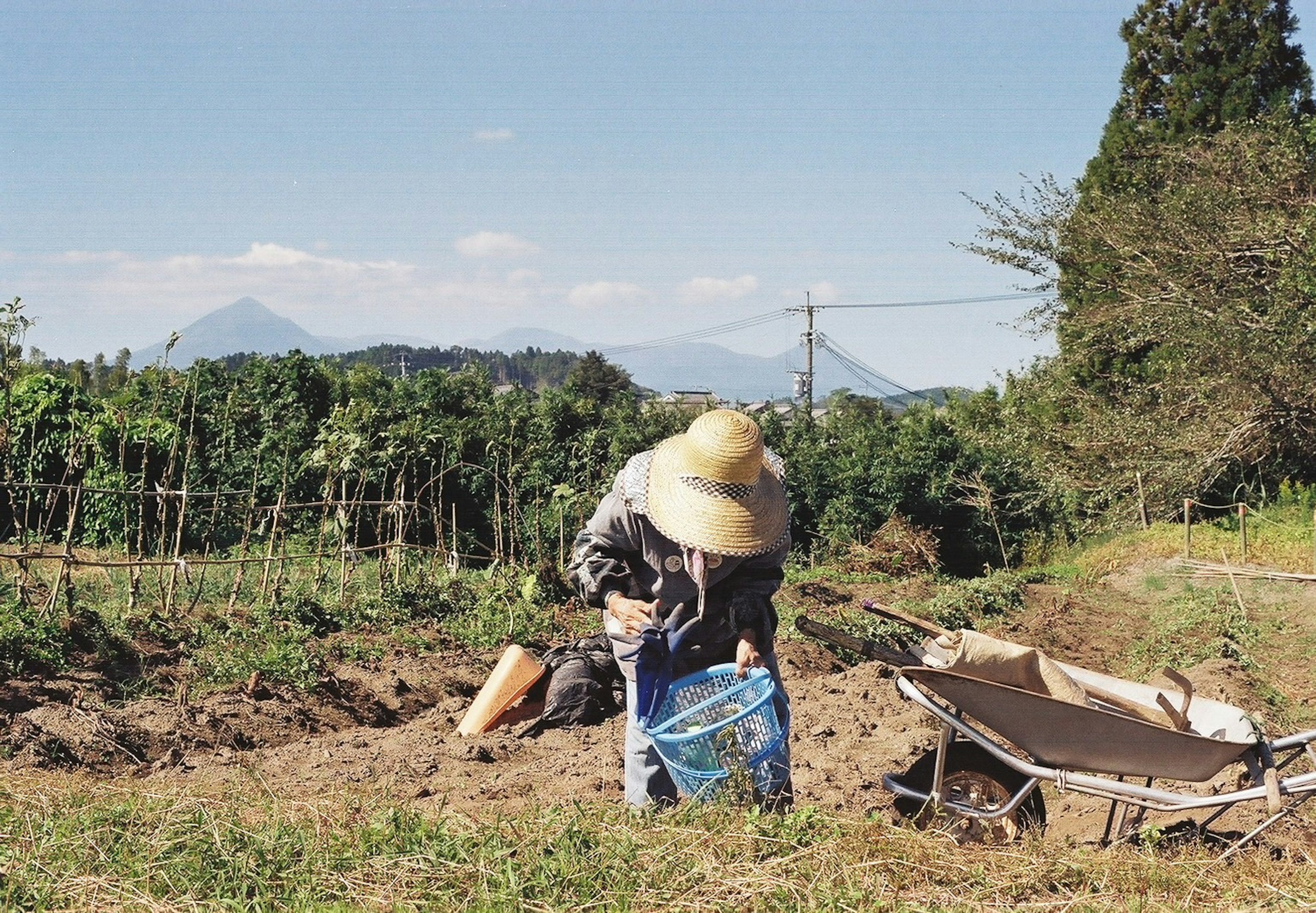 一個人在田野中採摘作物，戴著草帽