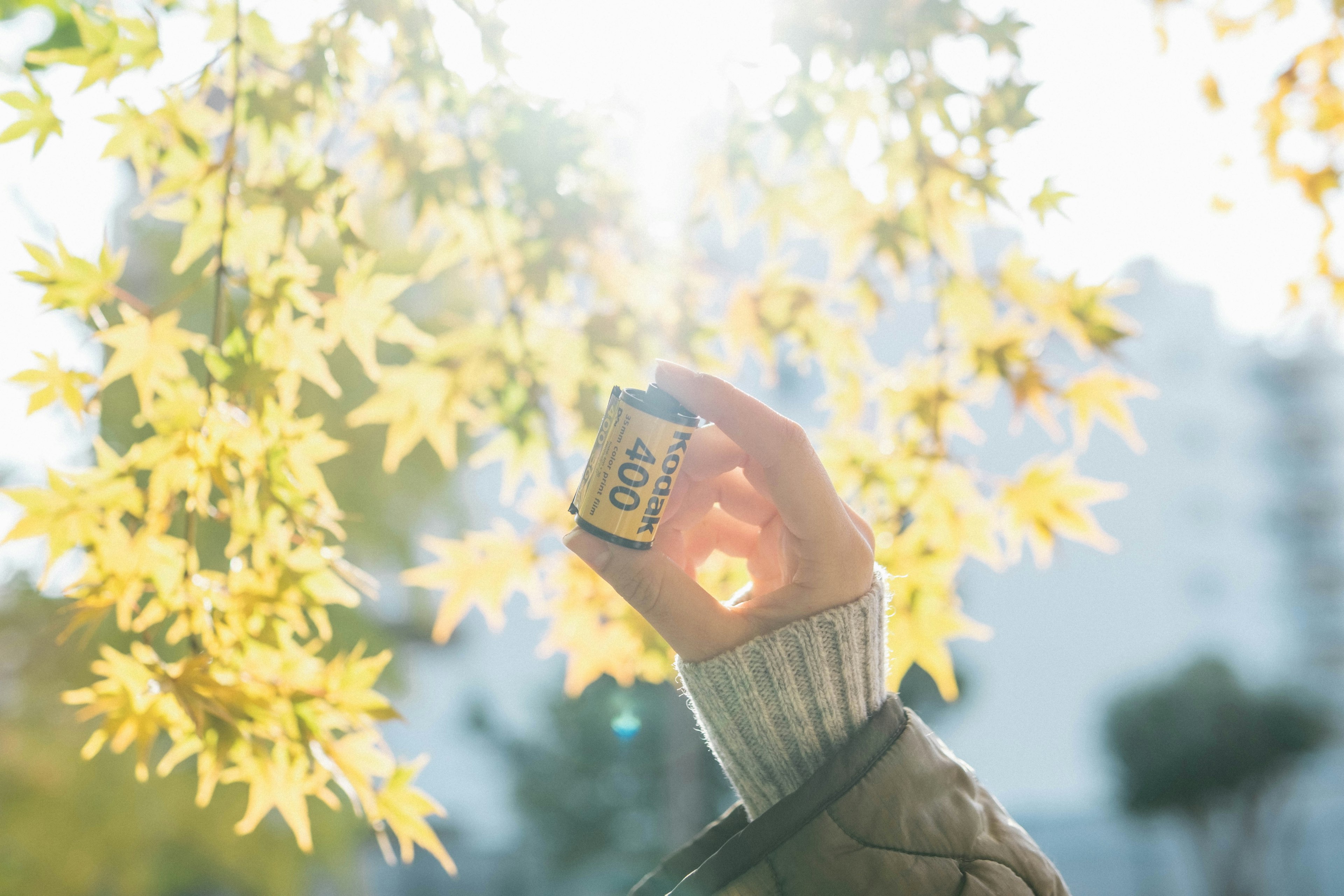 A hand holding a camera surrounded by yellow leaves