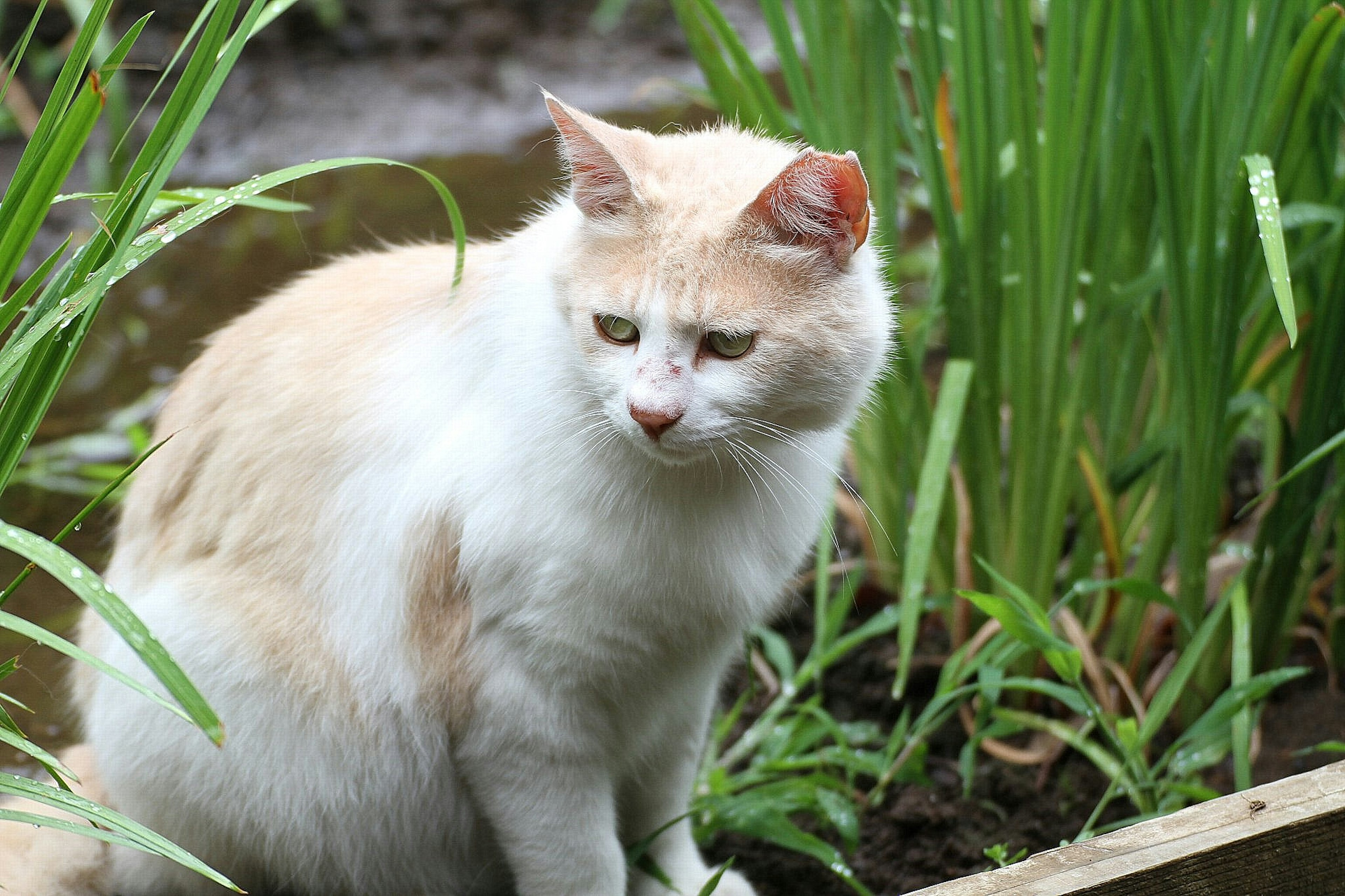 Eine Katze mit weißem und orangefarbenem Fell sitzt im grünen Gras