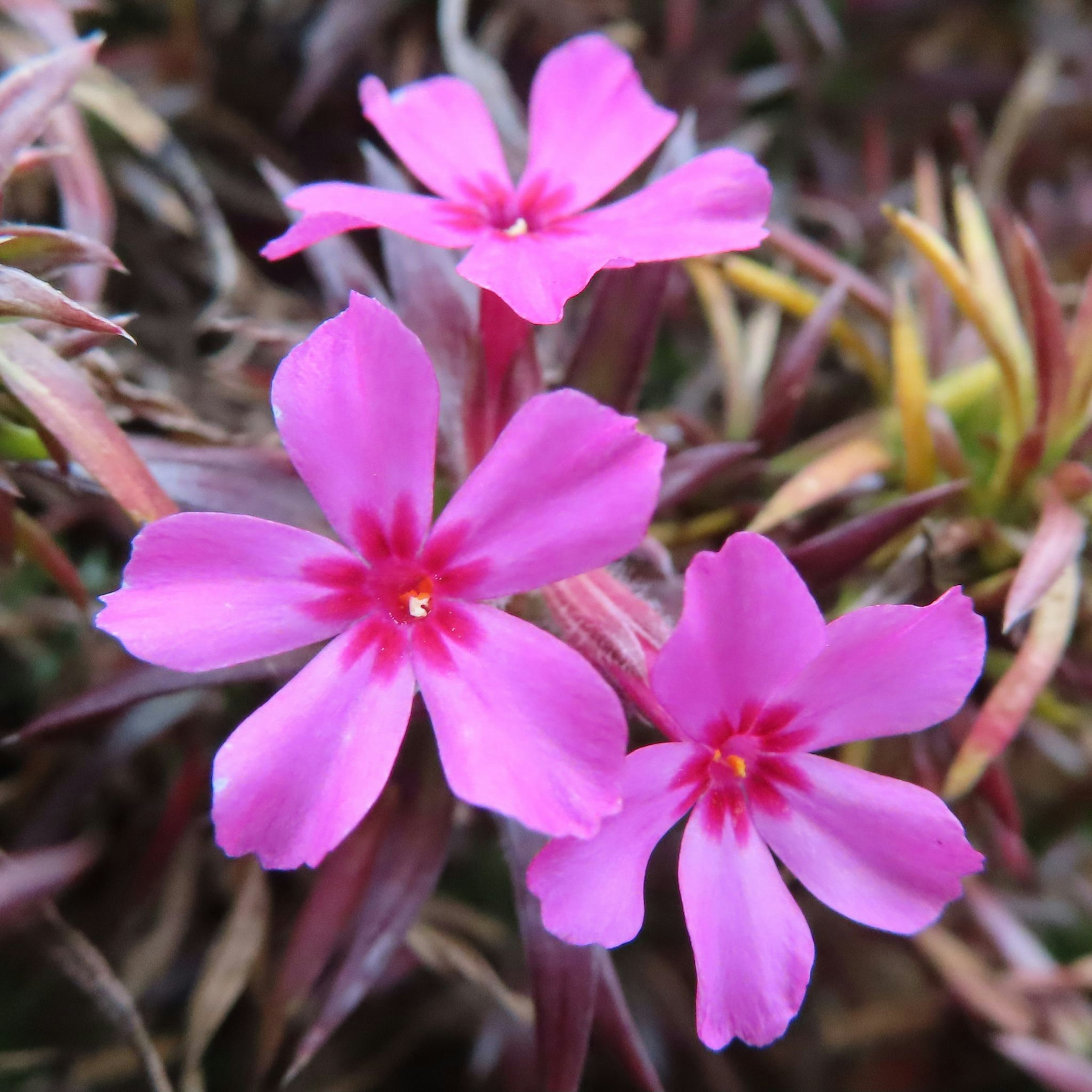 Drei lebhafte rosa Blumen blühen zwischen grünem Laub