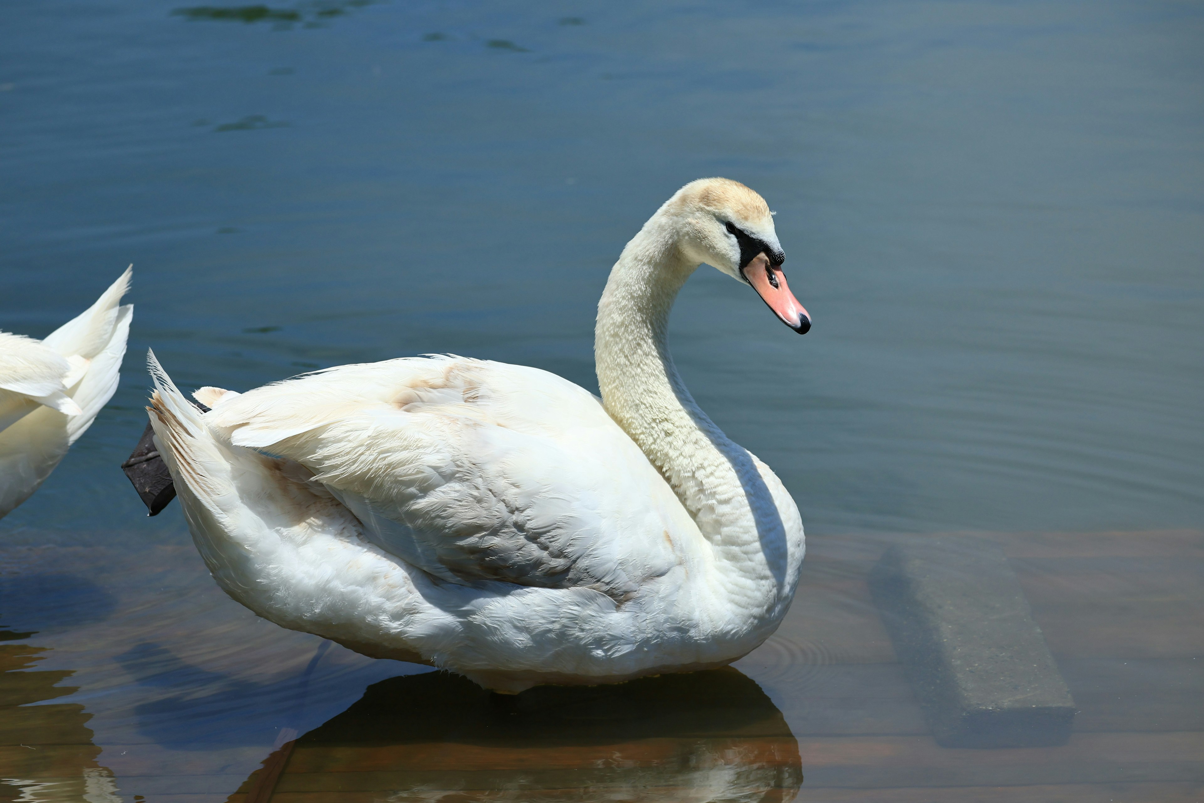 Elegant swan gracefully swimming on the water