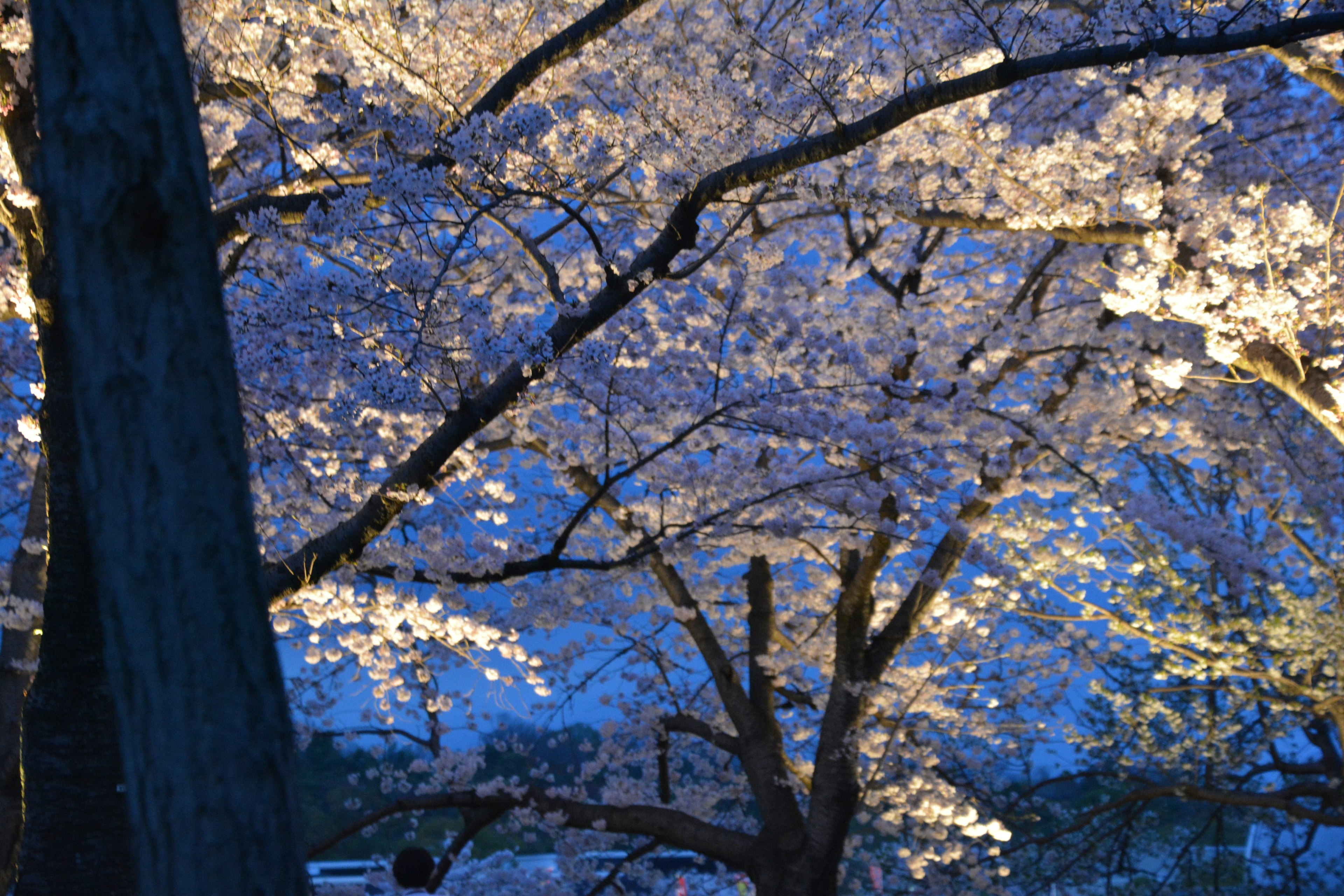 Hermosa escena nocturna de cerezos en flor iluminados por la luz