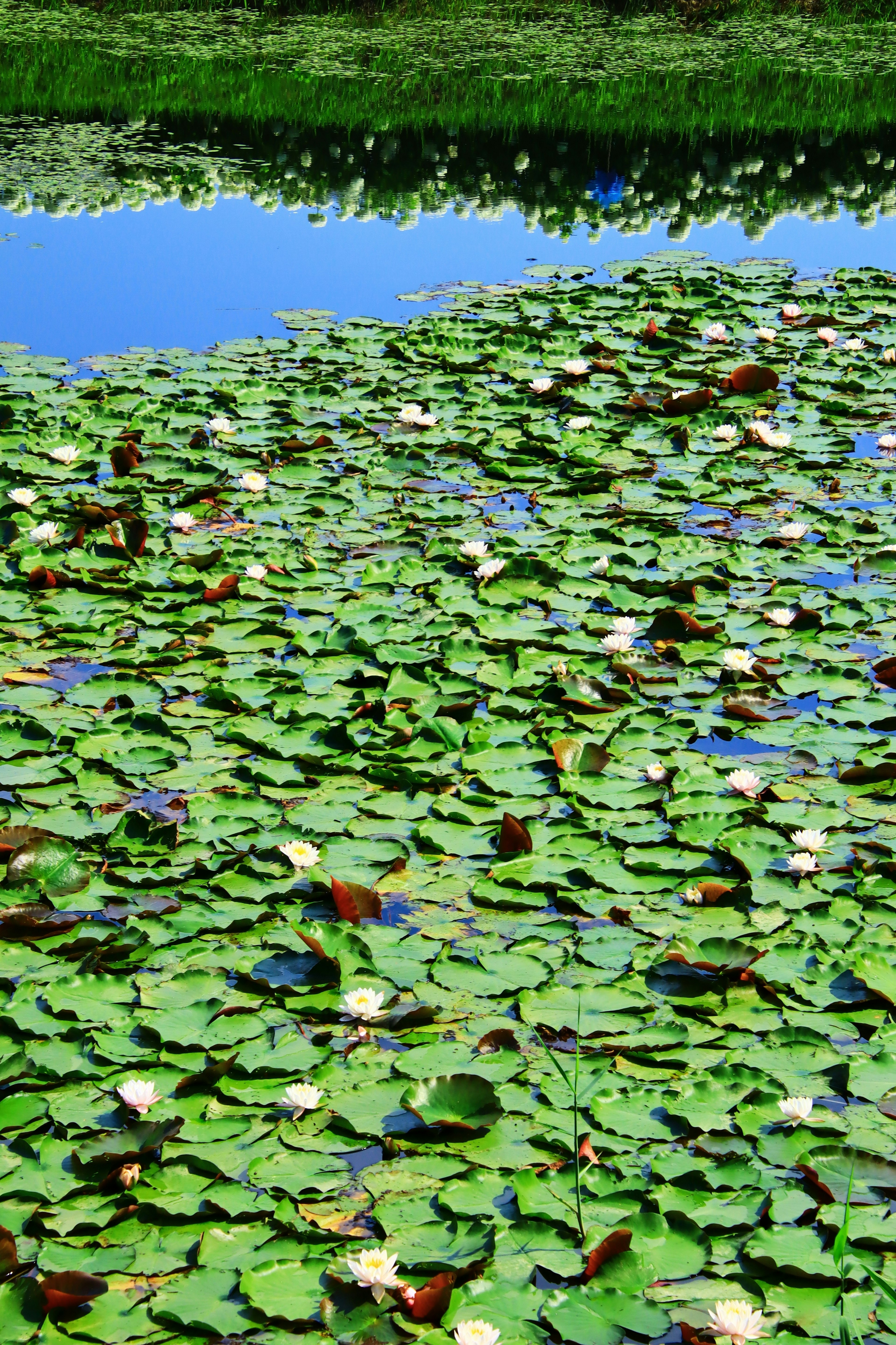 Ein ruhiger Teich, bedeckt mit grünen Seerosenblättern und weißen Blumen