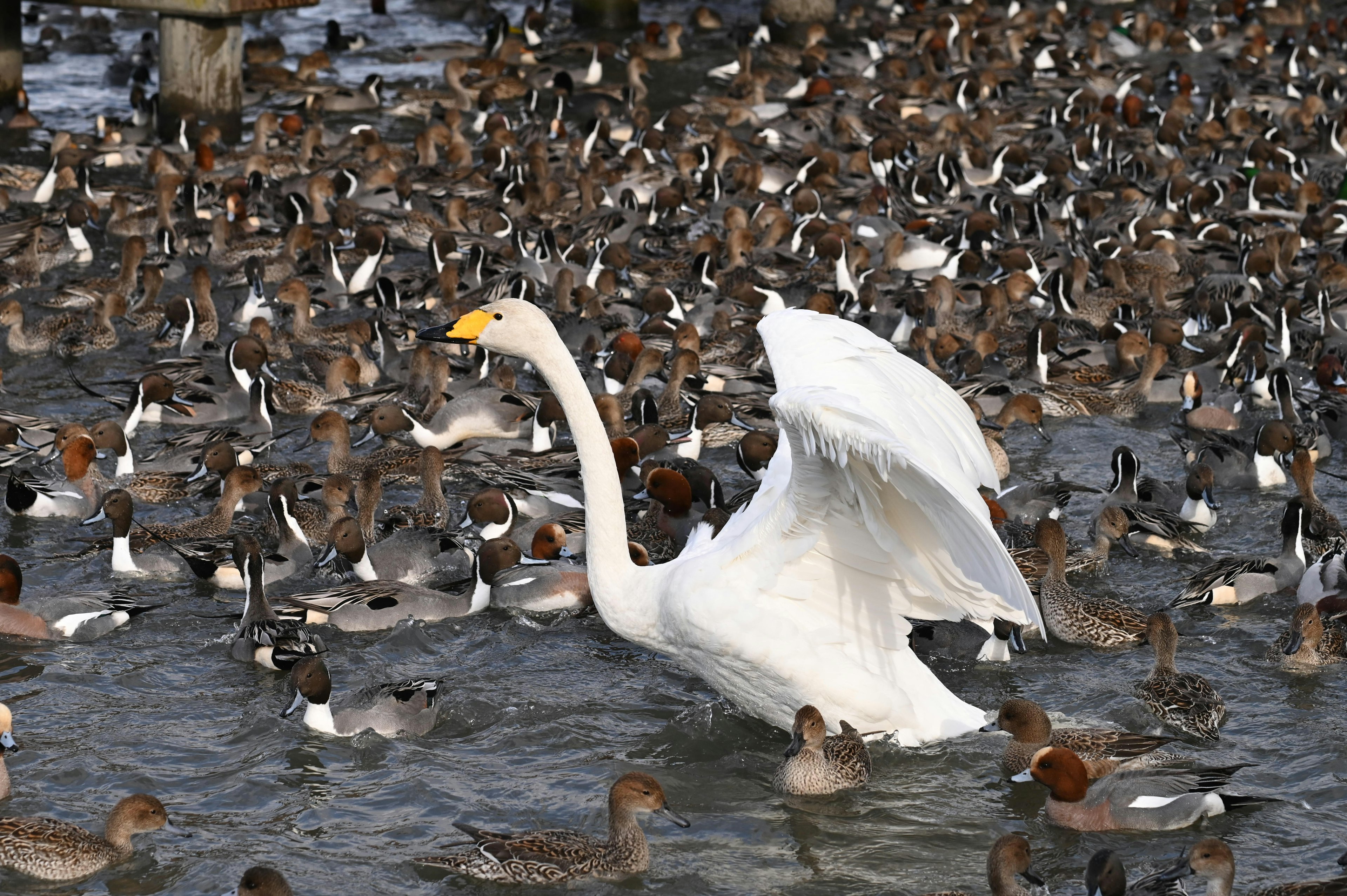 Un cigno che apre le ali circondato da numerosi uccelli acquatici