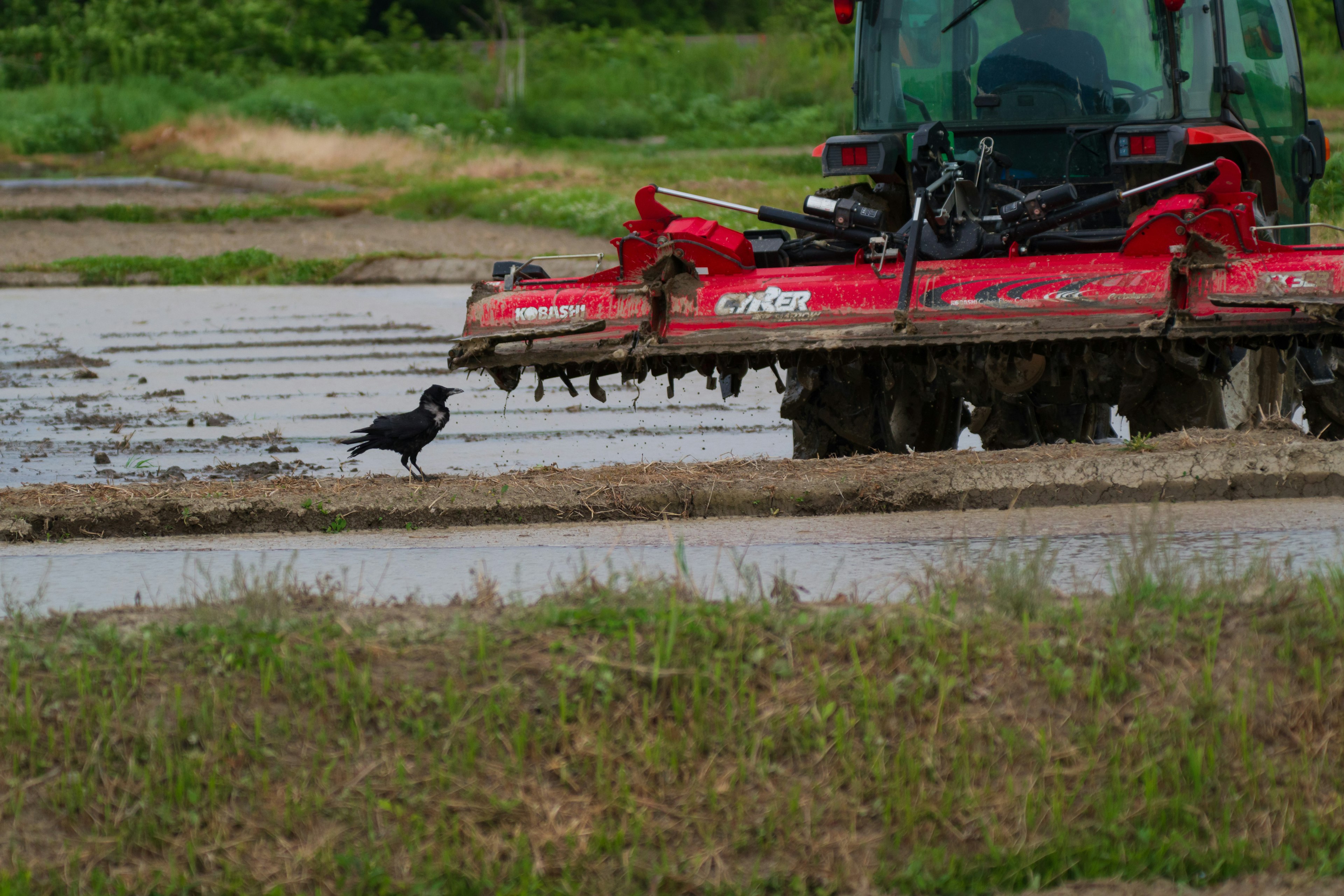 Roter Traktor arbeitet in einem Reisfeld mit einem schwarzen Vogel in der Nähe