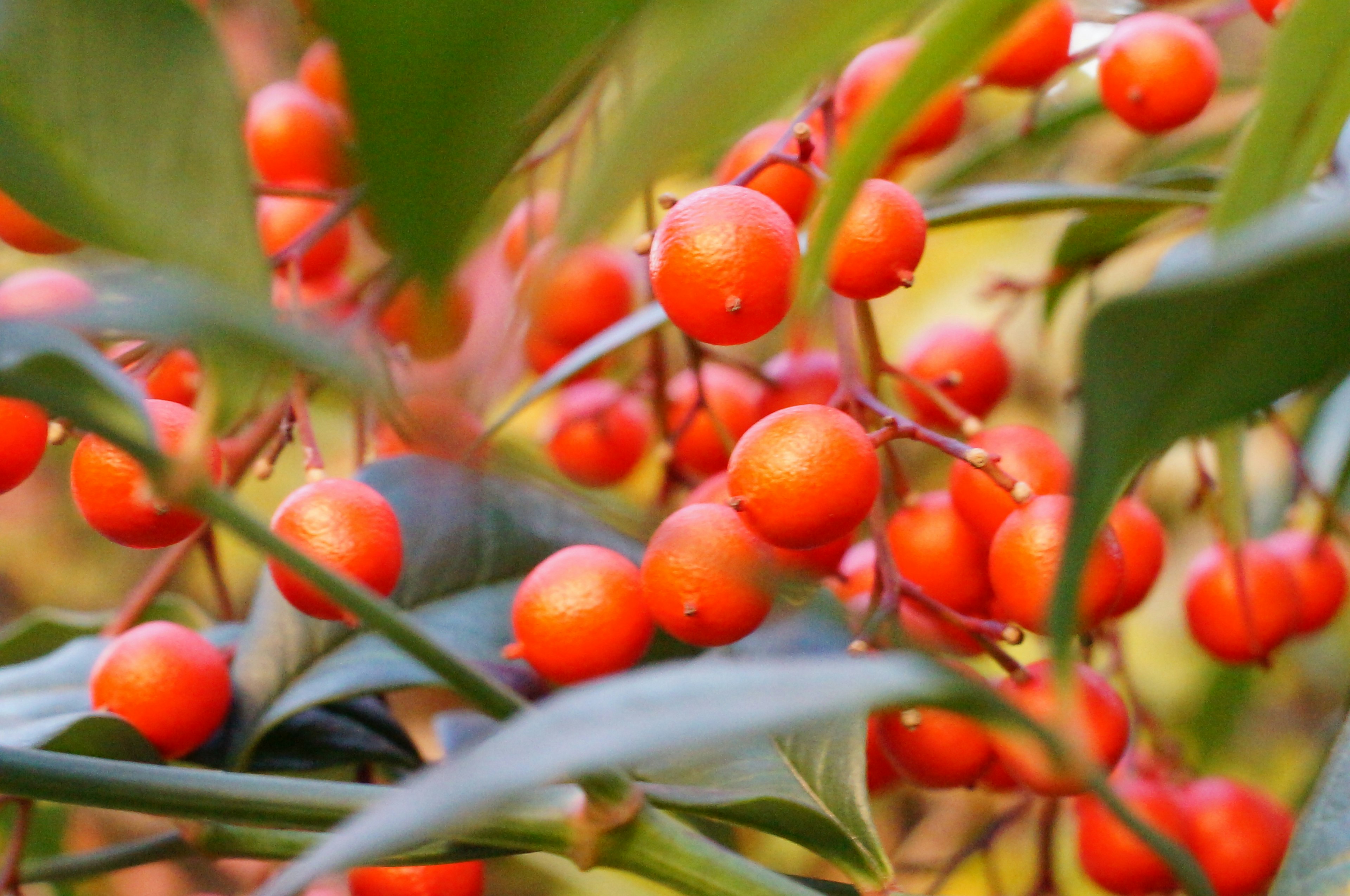 Nahaufnahme einer Pflanze mit lebhaften orangefarbenen Beeren