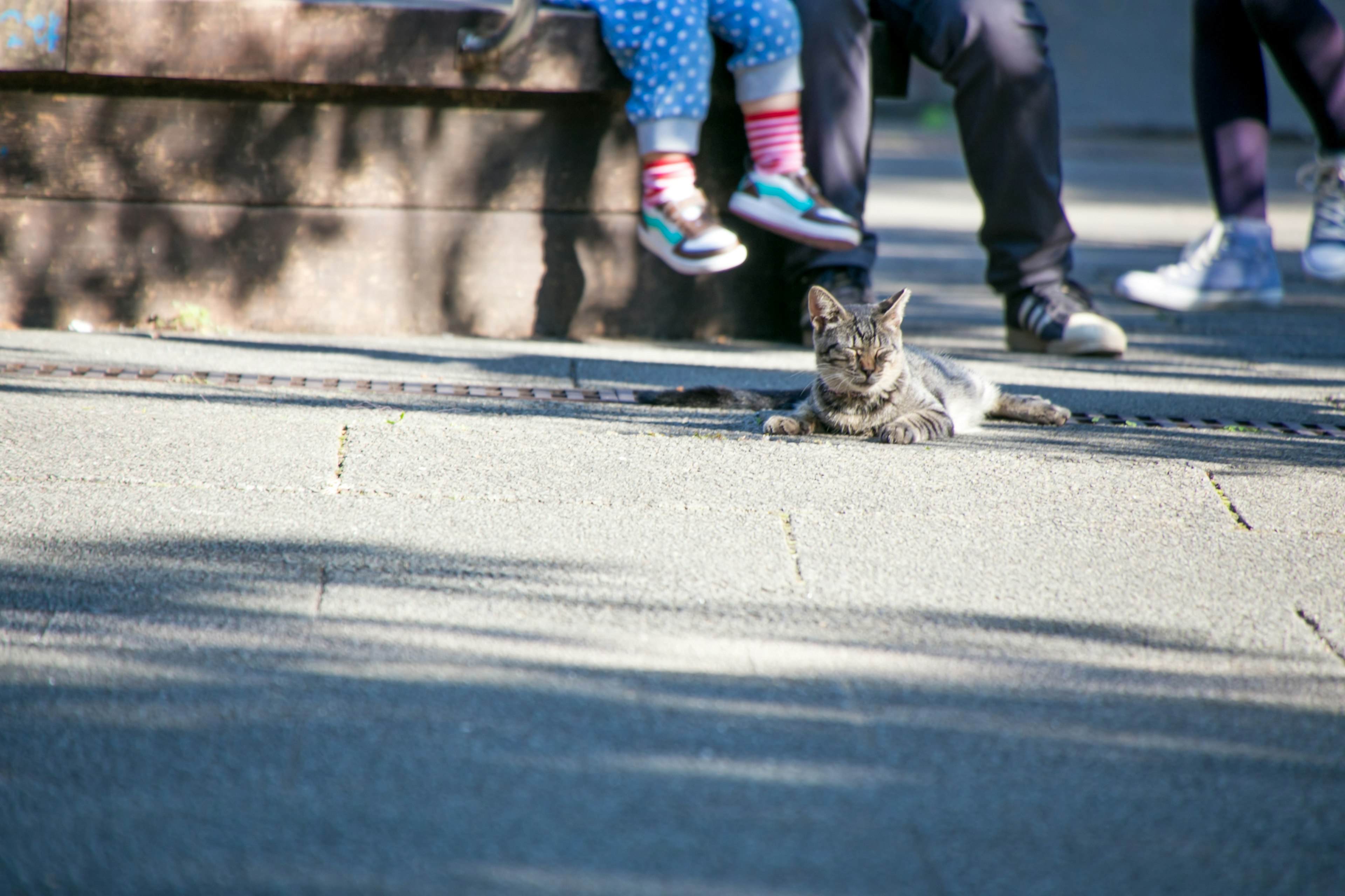 Un gatto sdraiato vicino a una panchina del parco con piedi di bambini visibili