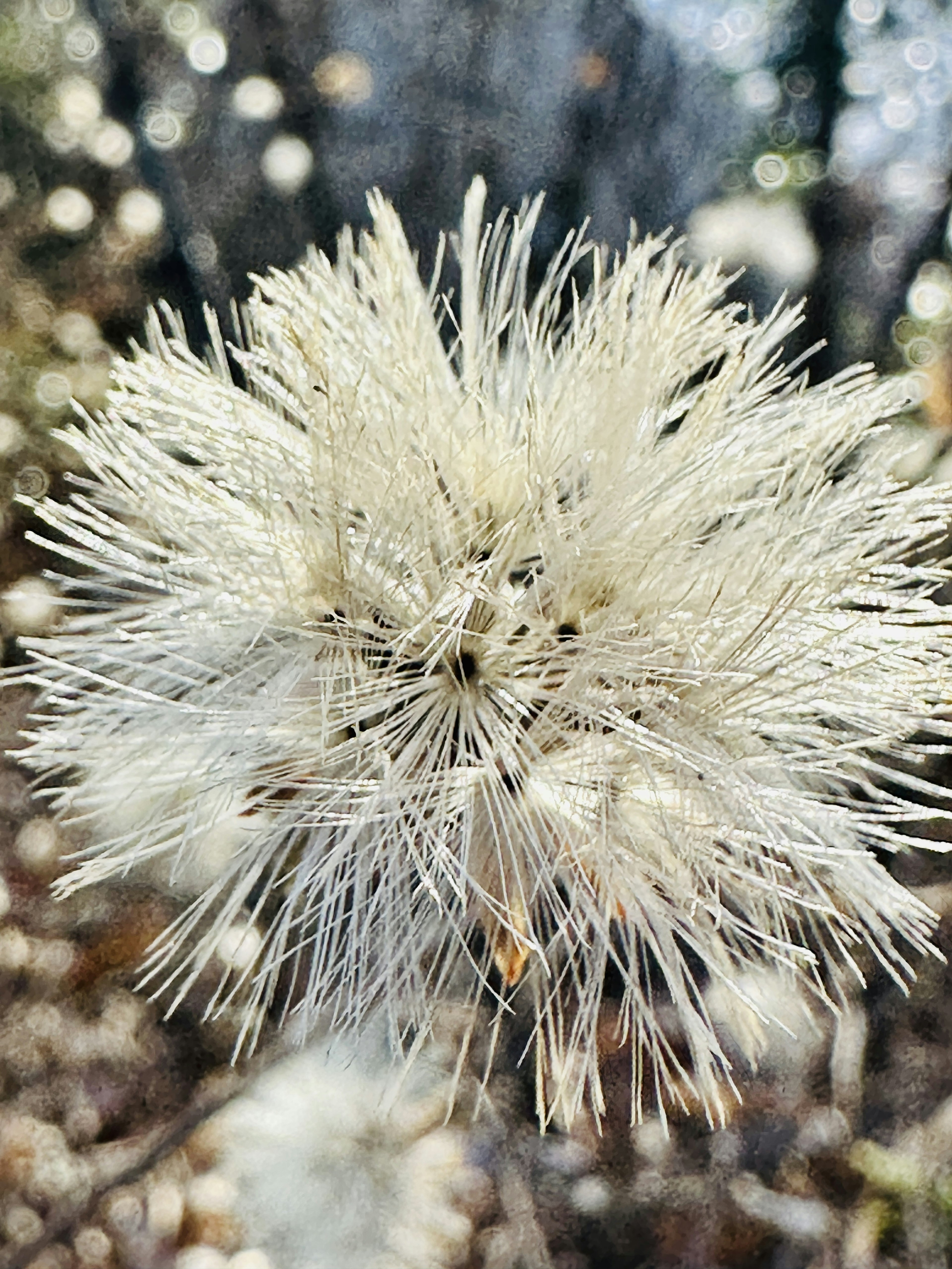 白色花朵狀植物的特寫，細長的花瓣向外輻射