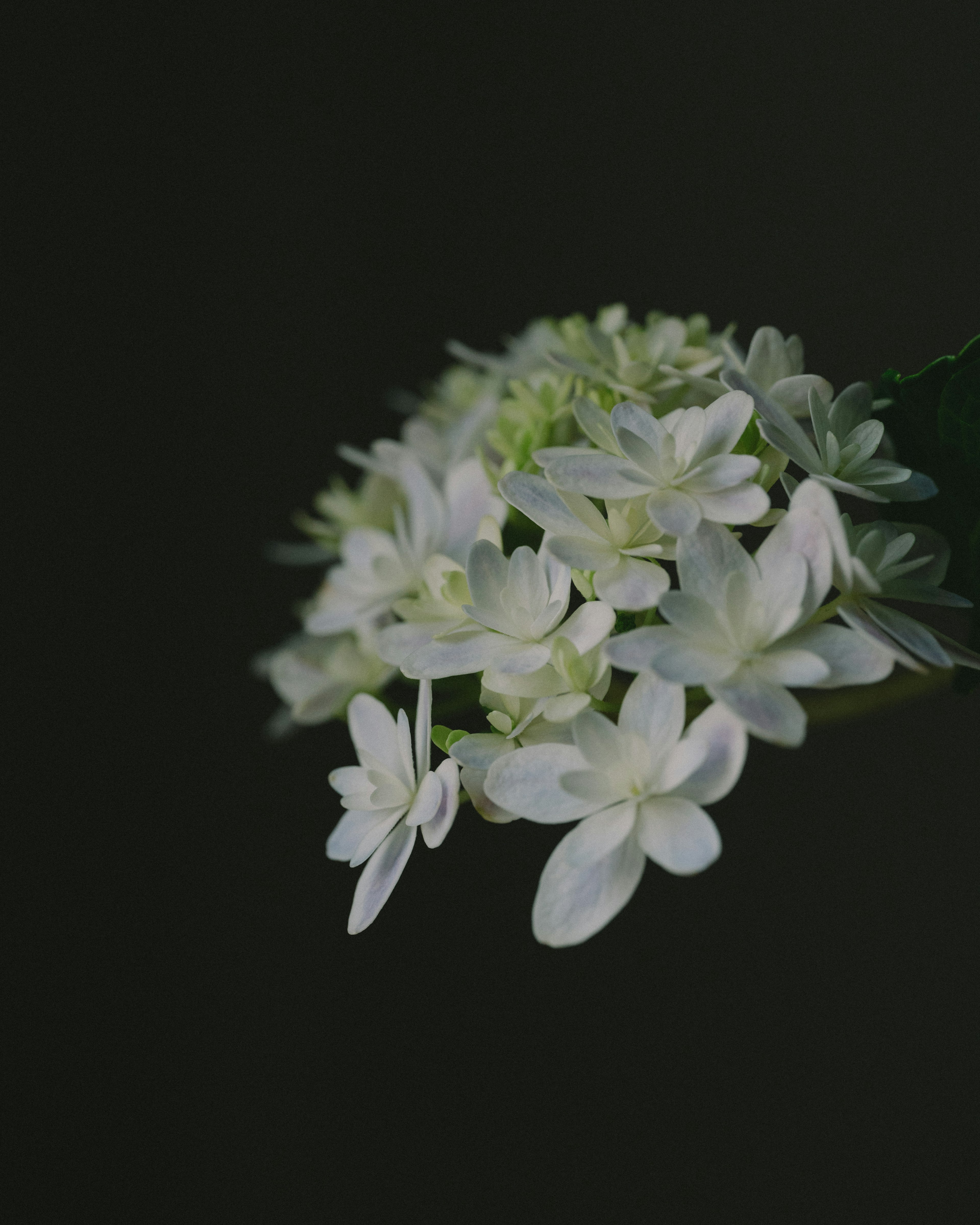 一束美丽的白色花朵，像花束一样