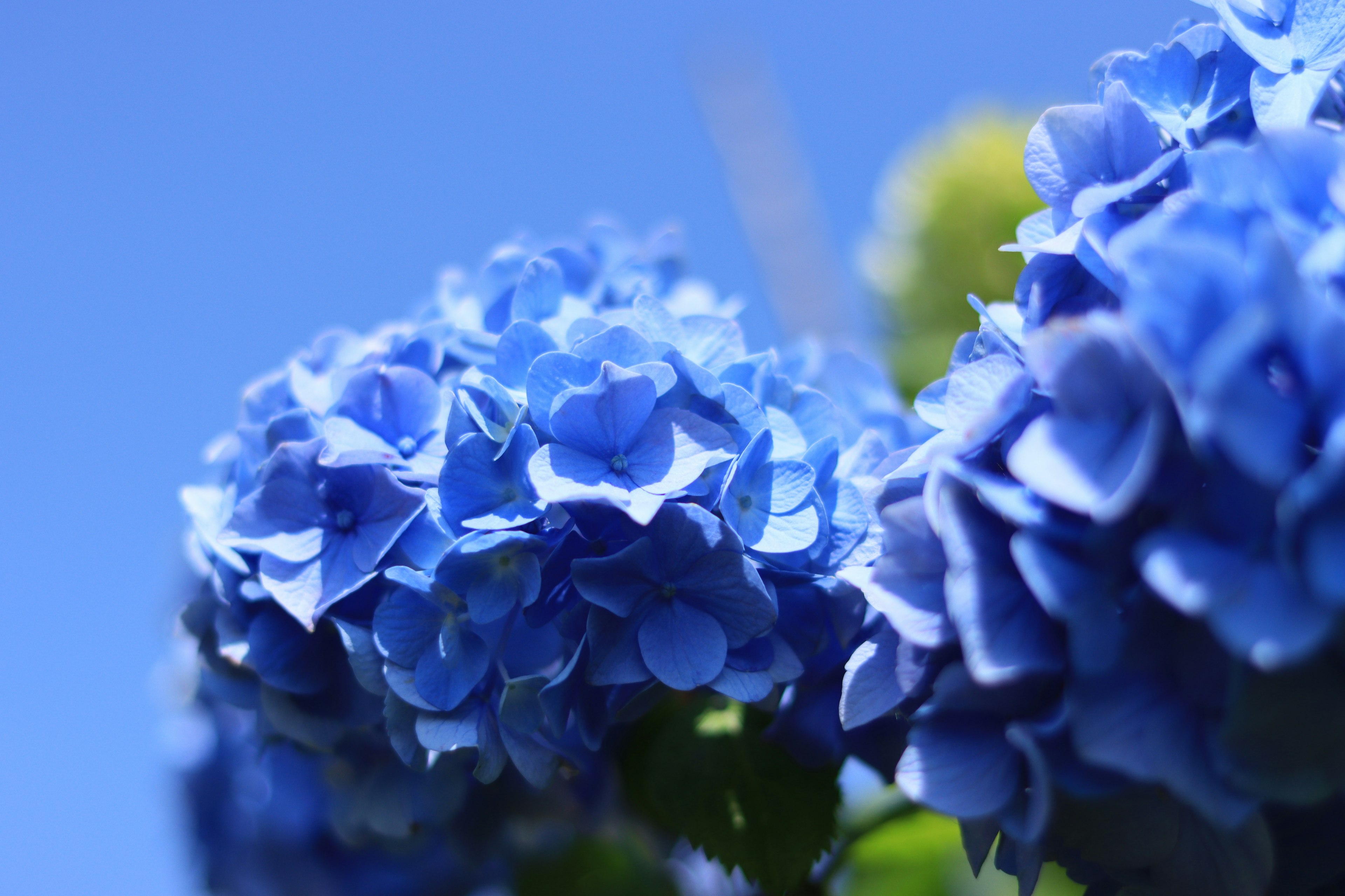 Blaue Hortensienblüten blühen unter einem klaren blauen Himmel