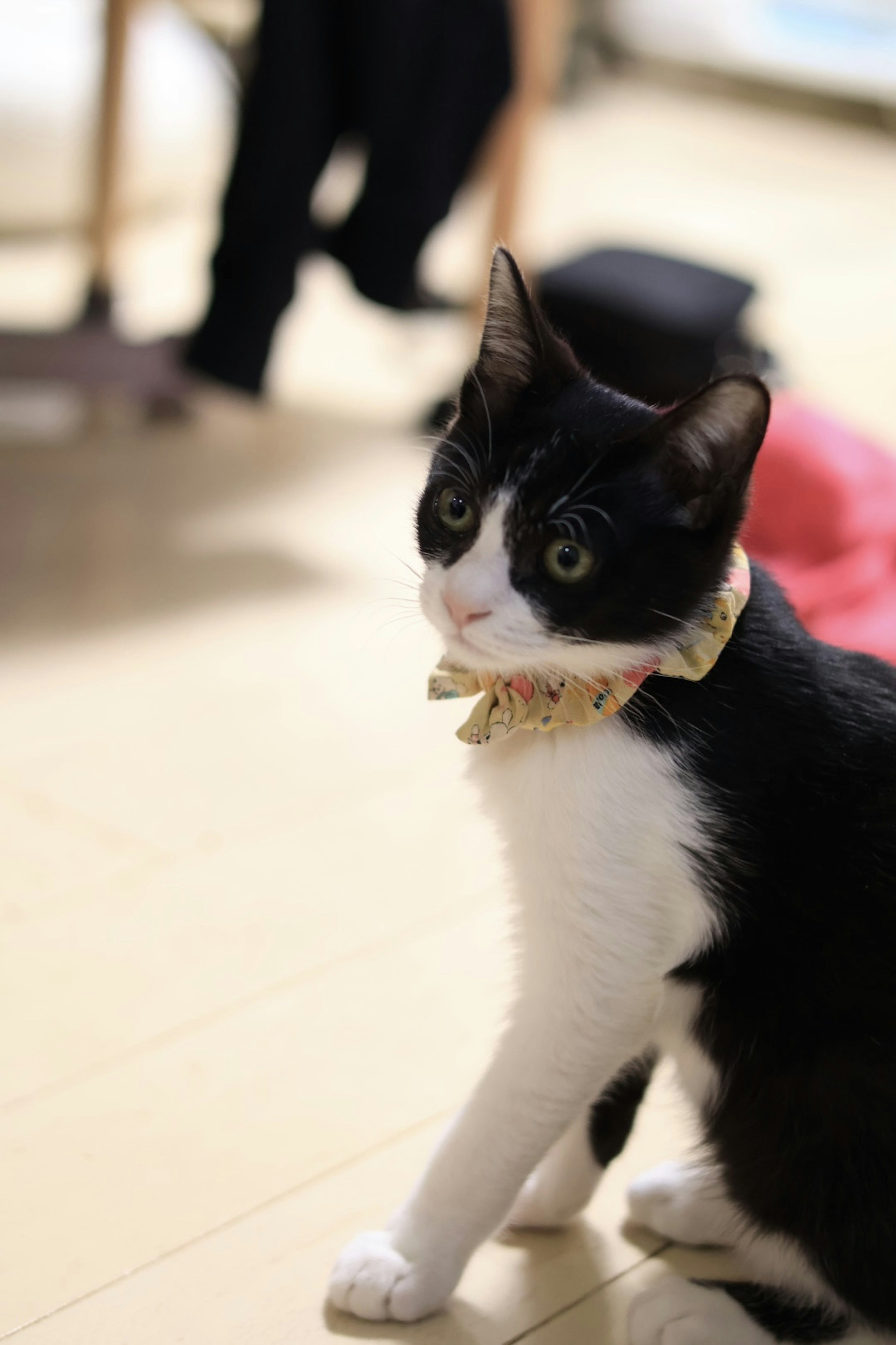 Black and white cat wearing a scarf in a room