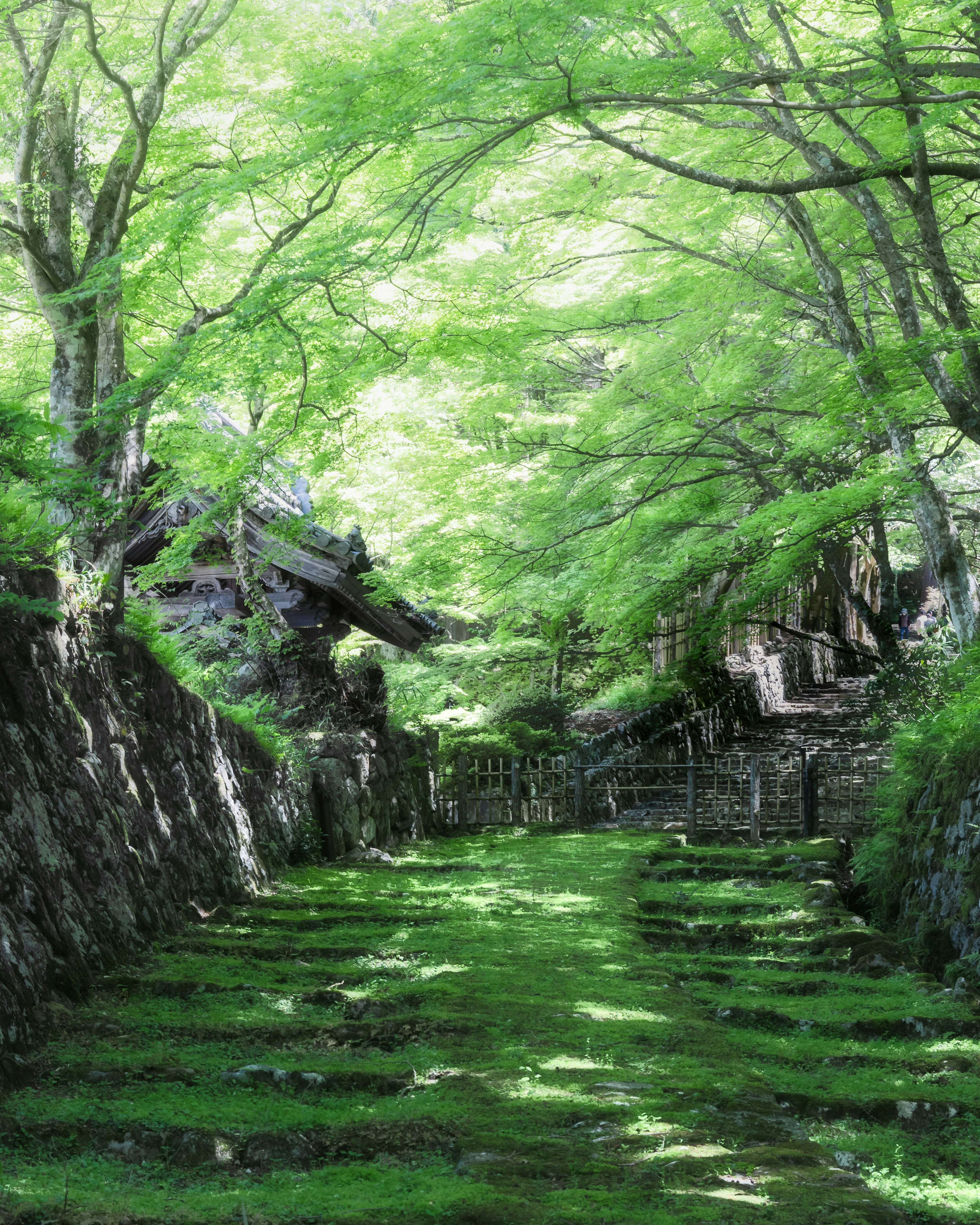 A serene pathway surrounded by lush green trees and old structures