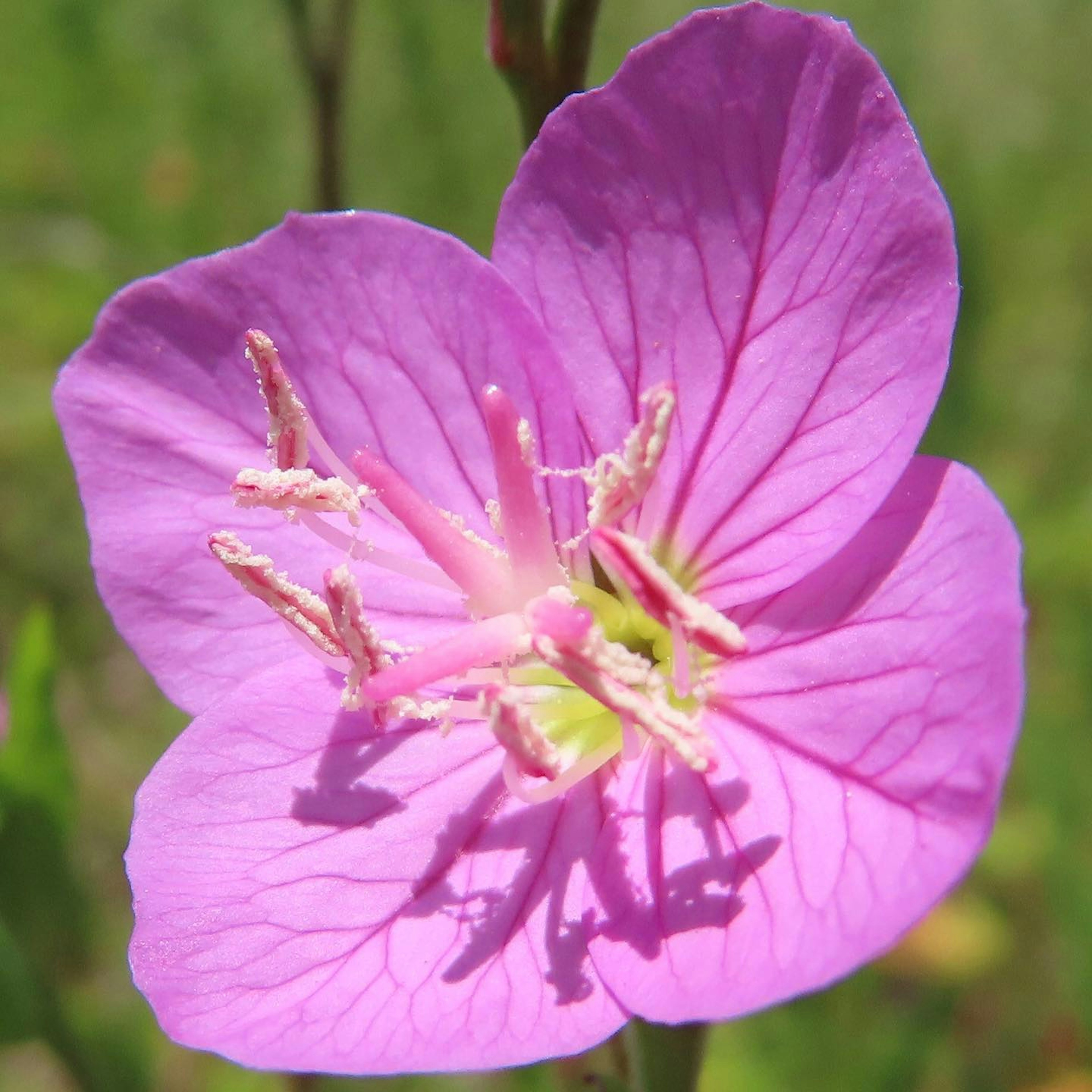 Sebuah bunga pink cerah yang sedang mekar