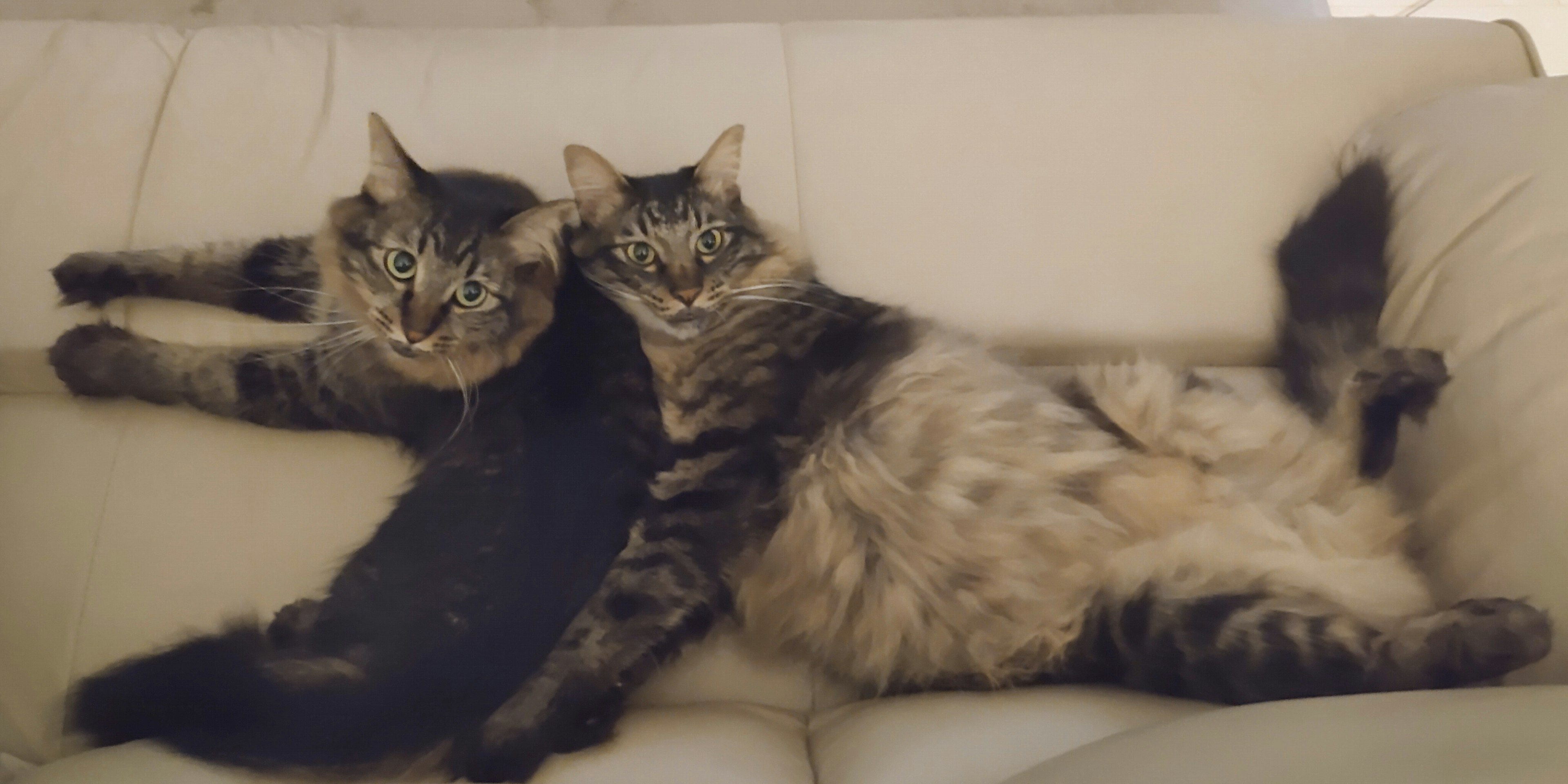 Zwei Katzen kuscheln auf einem weißen Sofa