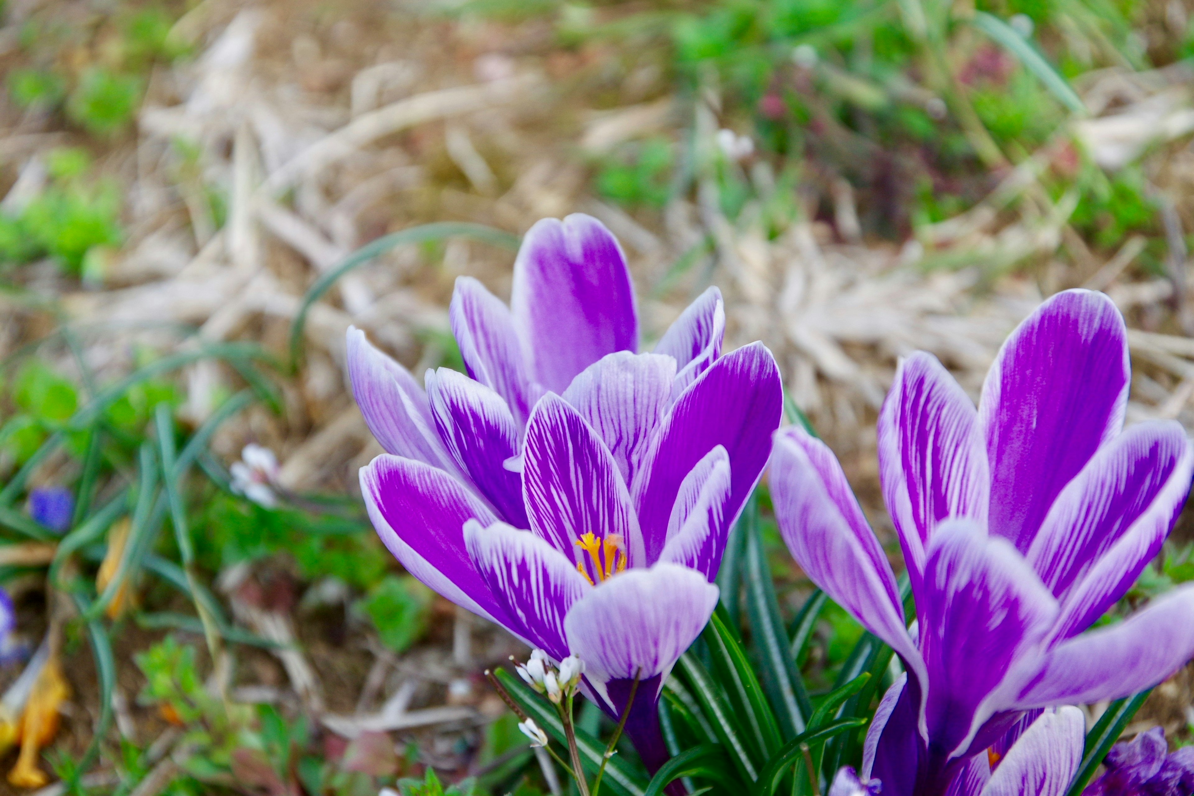 Bündel von lila Krokusblüten, die in einem grasigen Bereich blühen