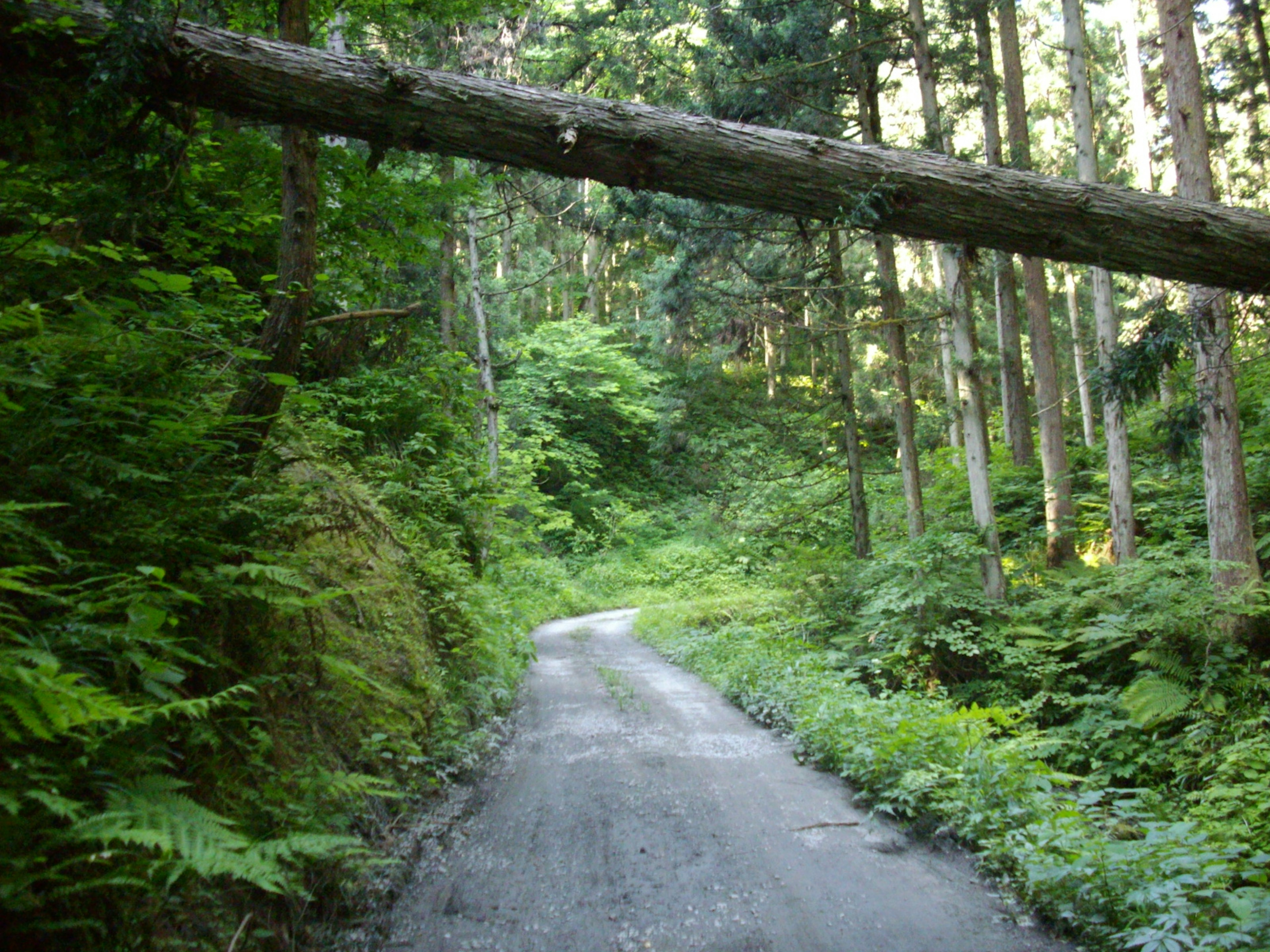 A forest path with a fallen tree across it surrounded by lush greenery