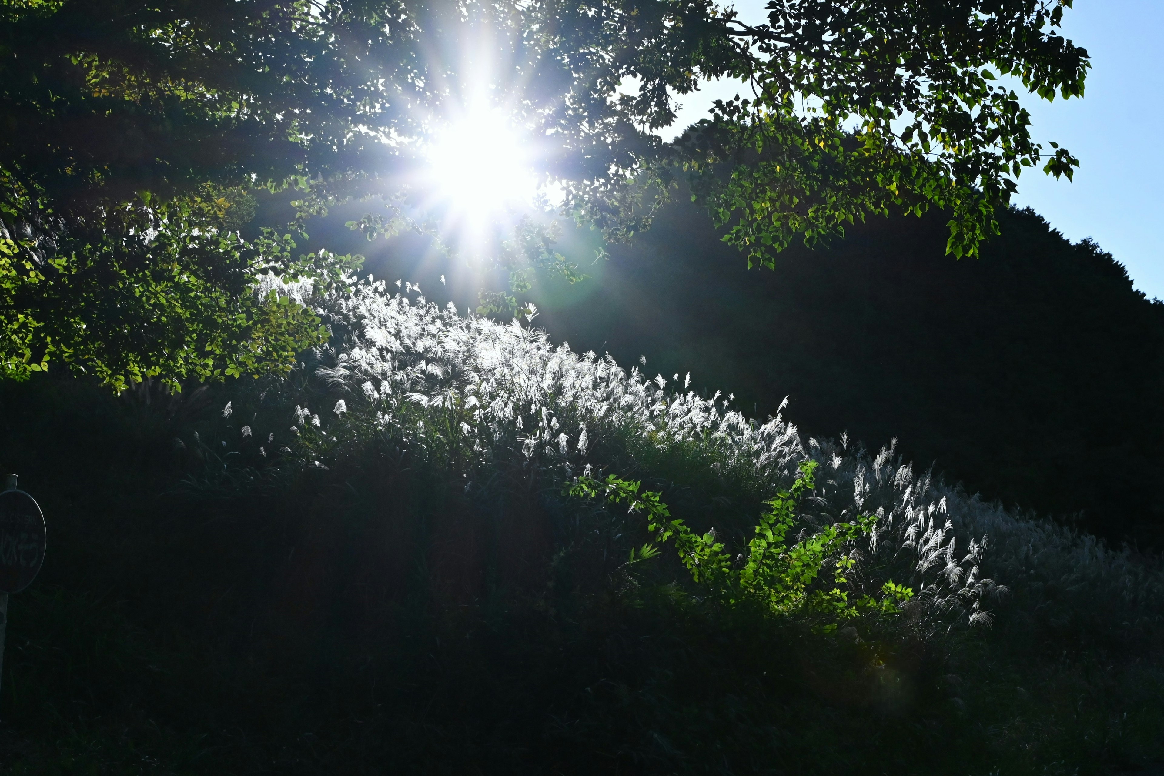 Paisaje con luz solar brillando a través de los árboles y hierba blanca ondeando