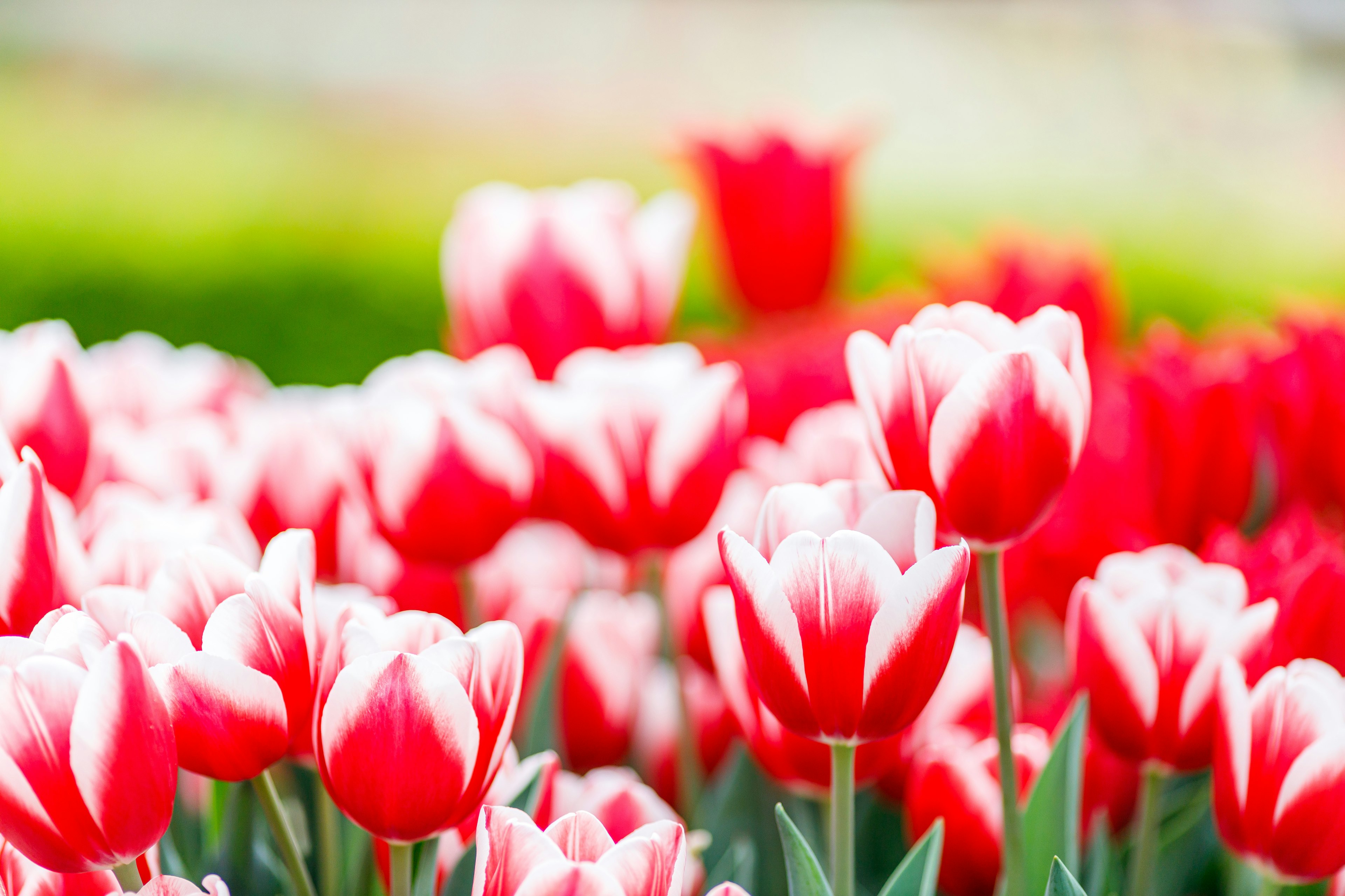 Una bella scena di giardino con tulipani rossi e bianchi in fiore