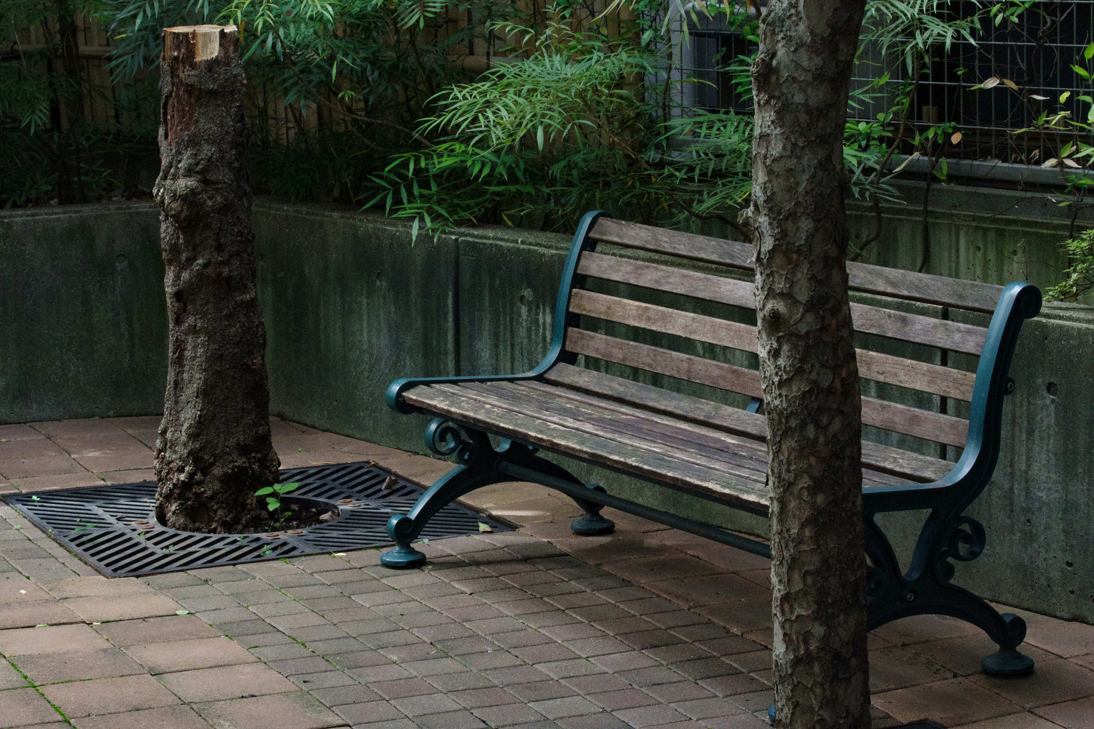 Un banc en bois entouré de verdure luxuriante dans un espace tranquille