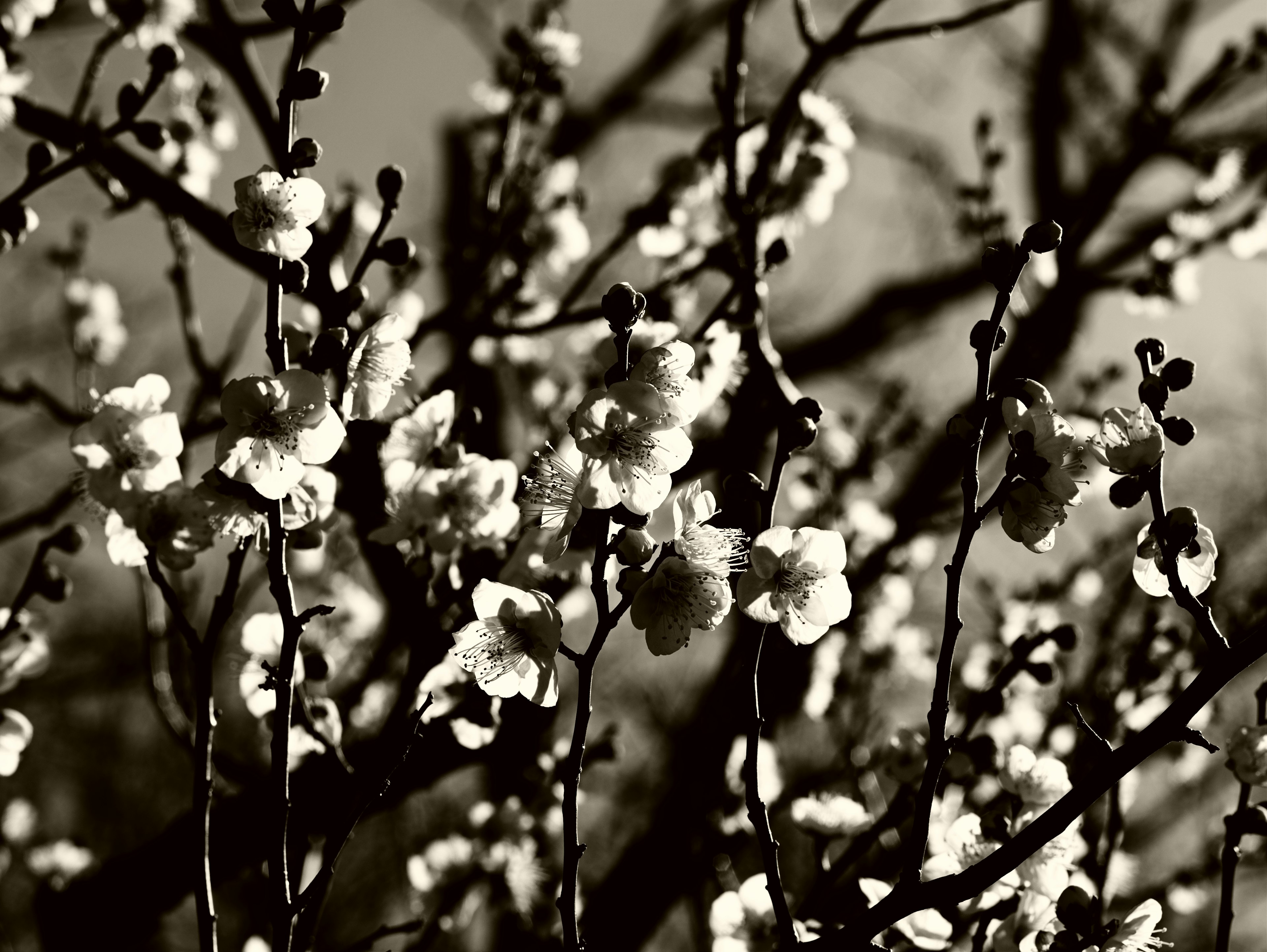 Monochrome Fotografie von Ästen mit weißen Blumen