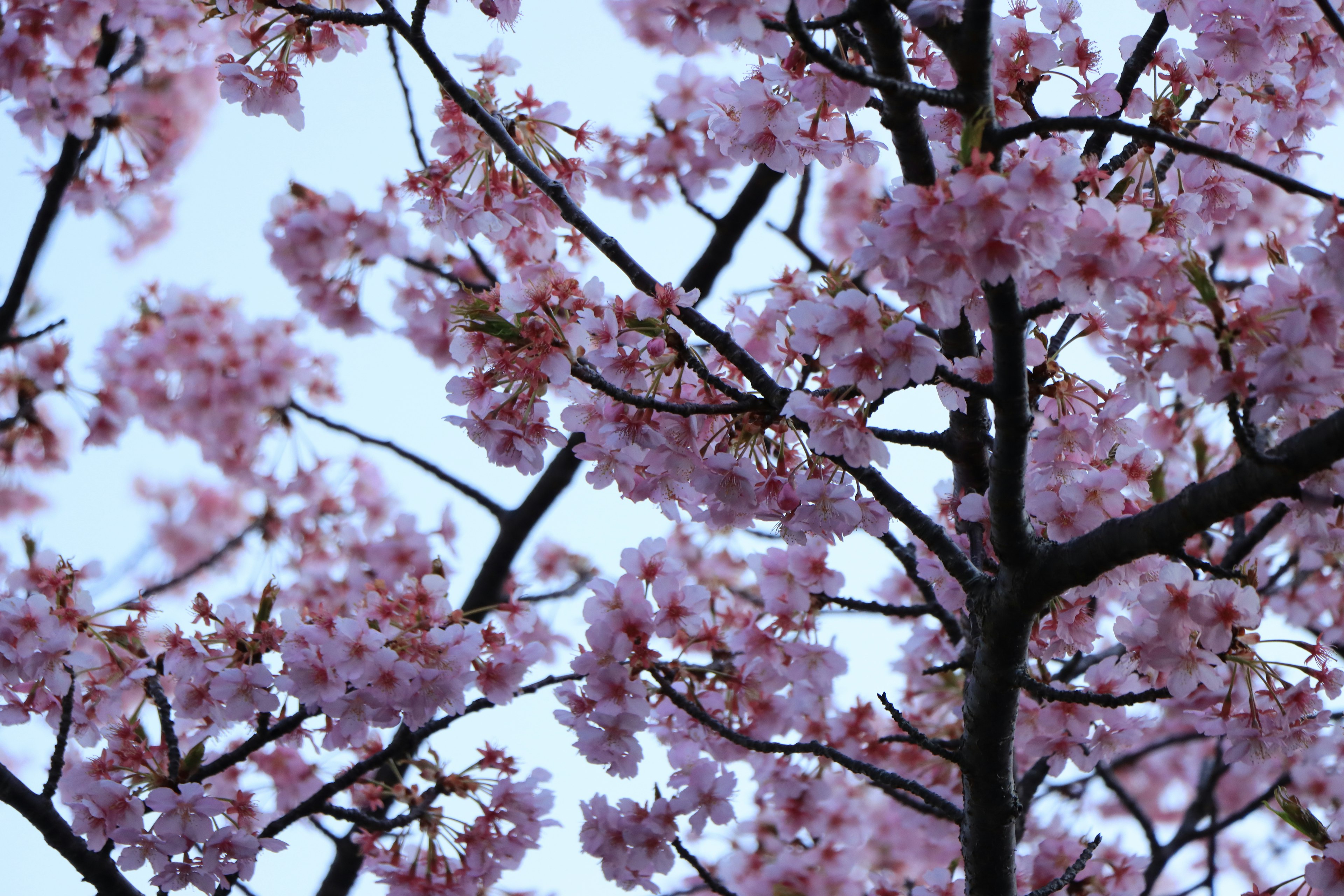 桜の花が咲いている枝のクローズアップ