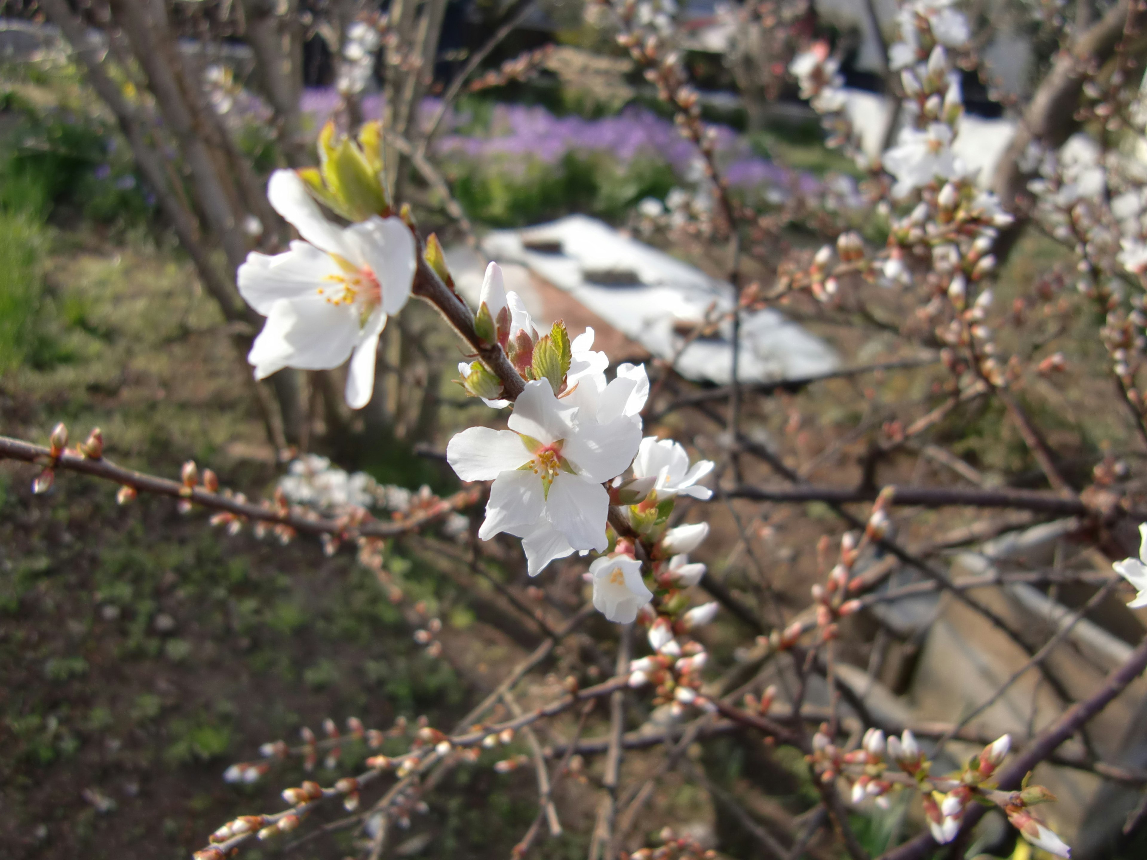 Close-up of cherry blossom flowers on a branch